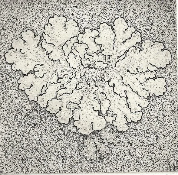 Greenshield Lichen