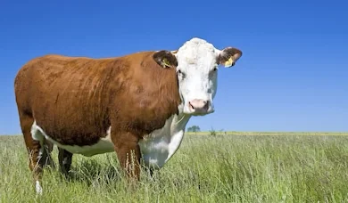 Marble Falls Land, Farm and Ranch properties