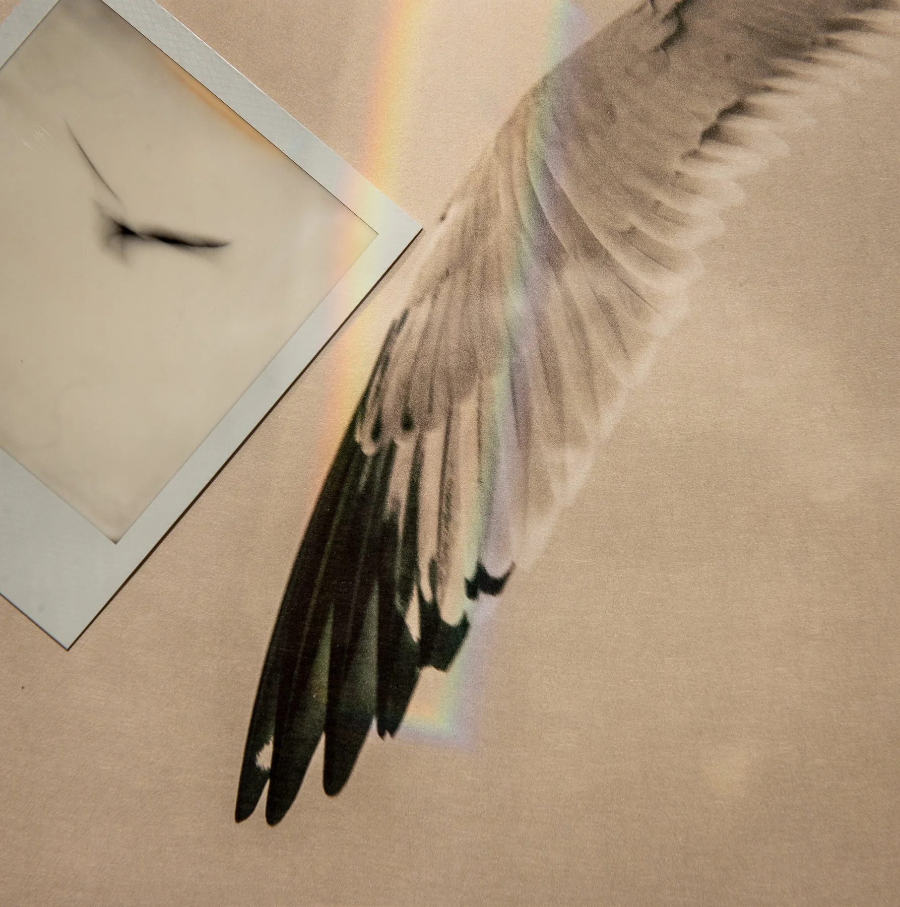 Flight Dreams-8.jpg