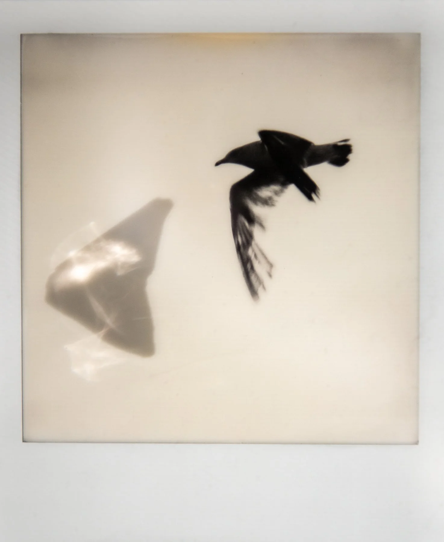 Flight Dreams-10.jpg