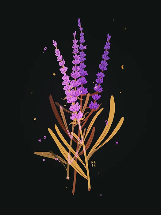 LAVENDER