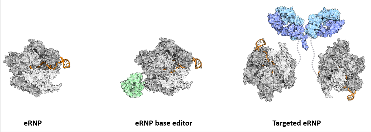 Science — Spotlight Therapeutics