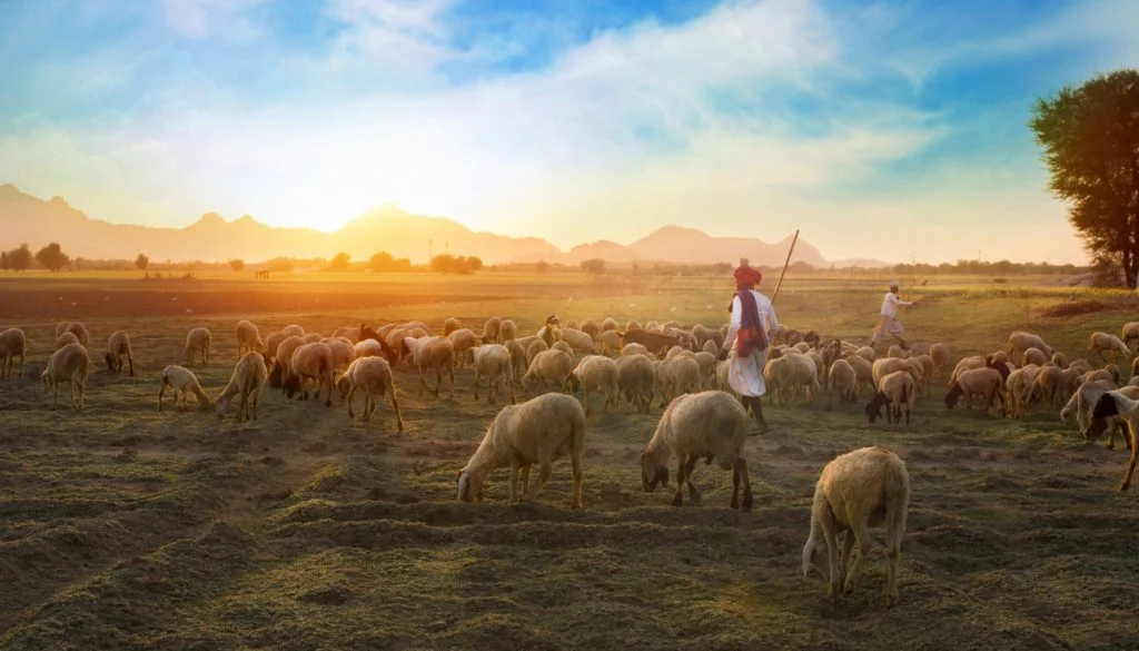 agriculture-animals-background-693776-e1524157305918-1024x585.jpg