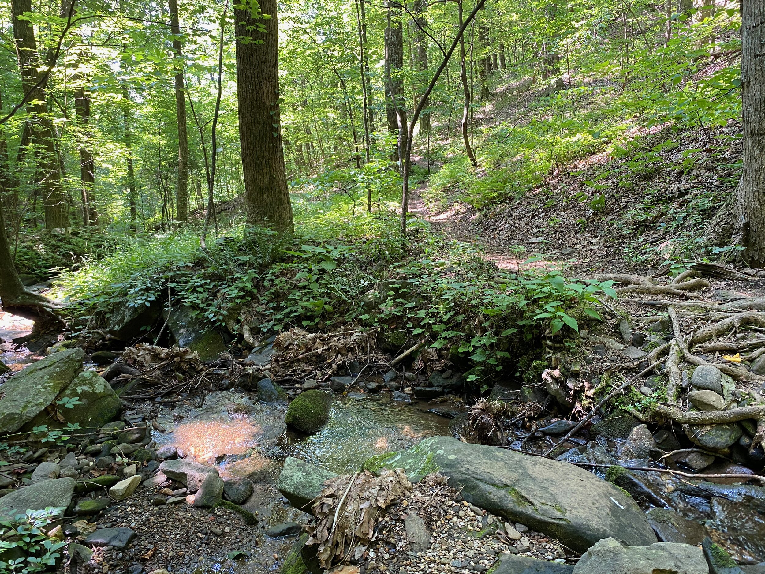 Nancy Womack Trail creek crossing