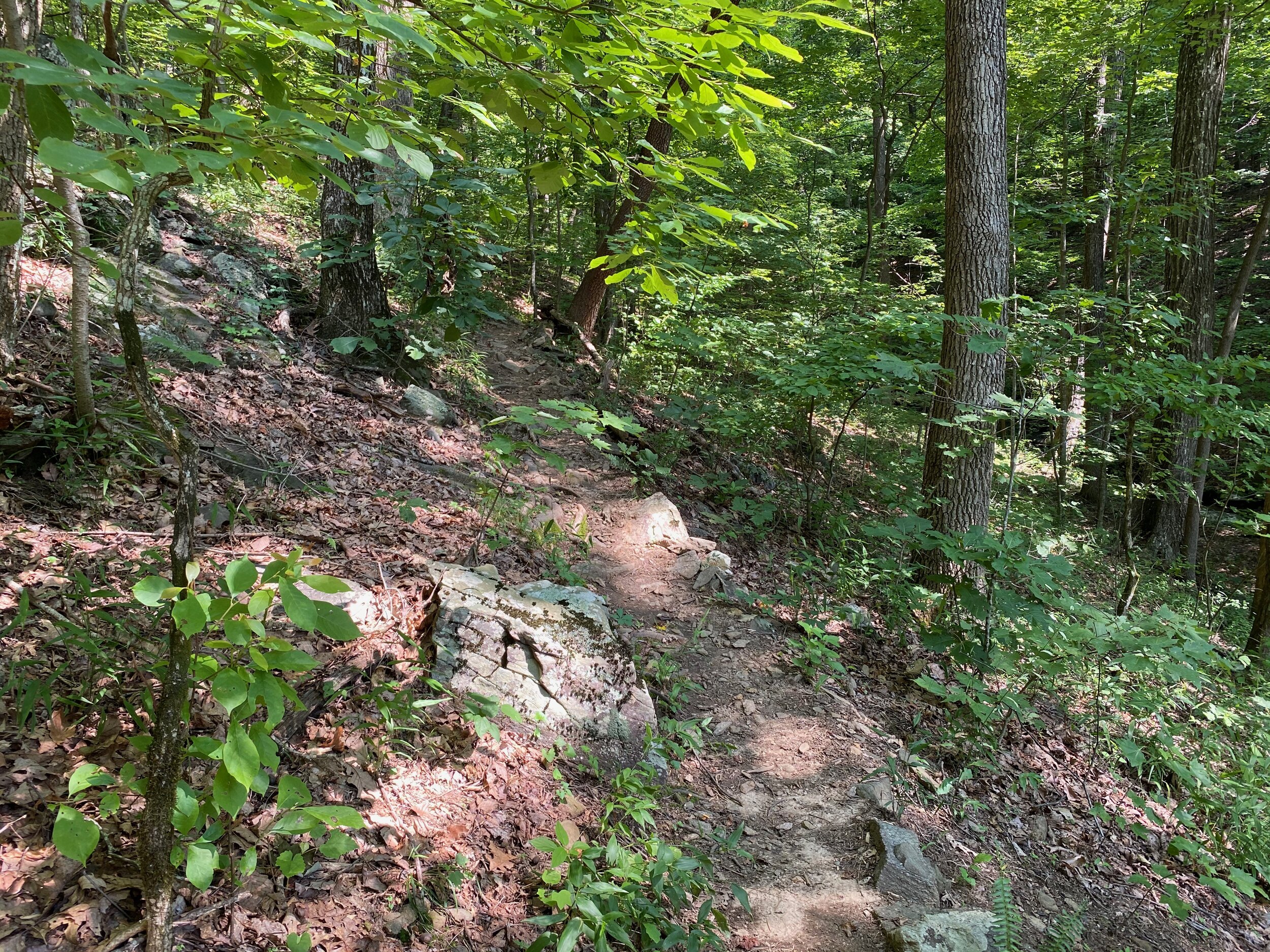 Nancy Womack Trail near the top