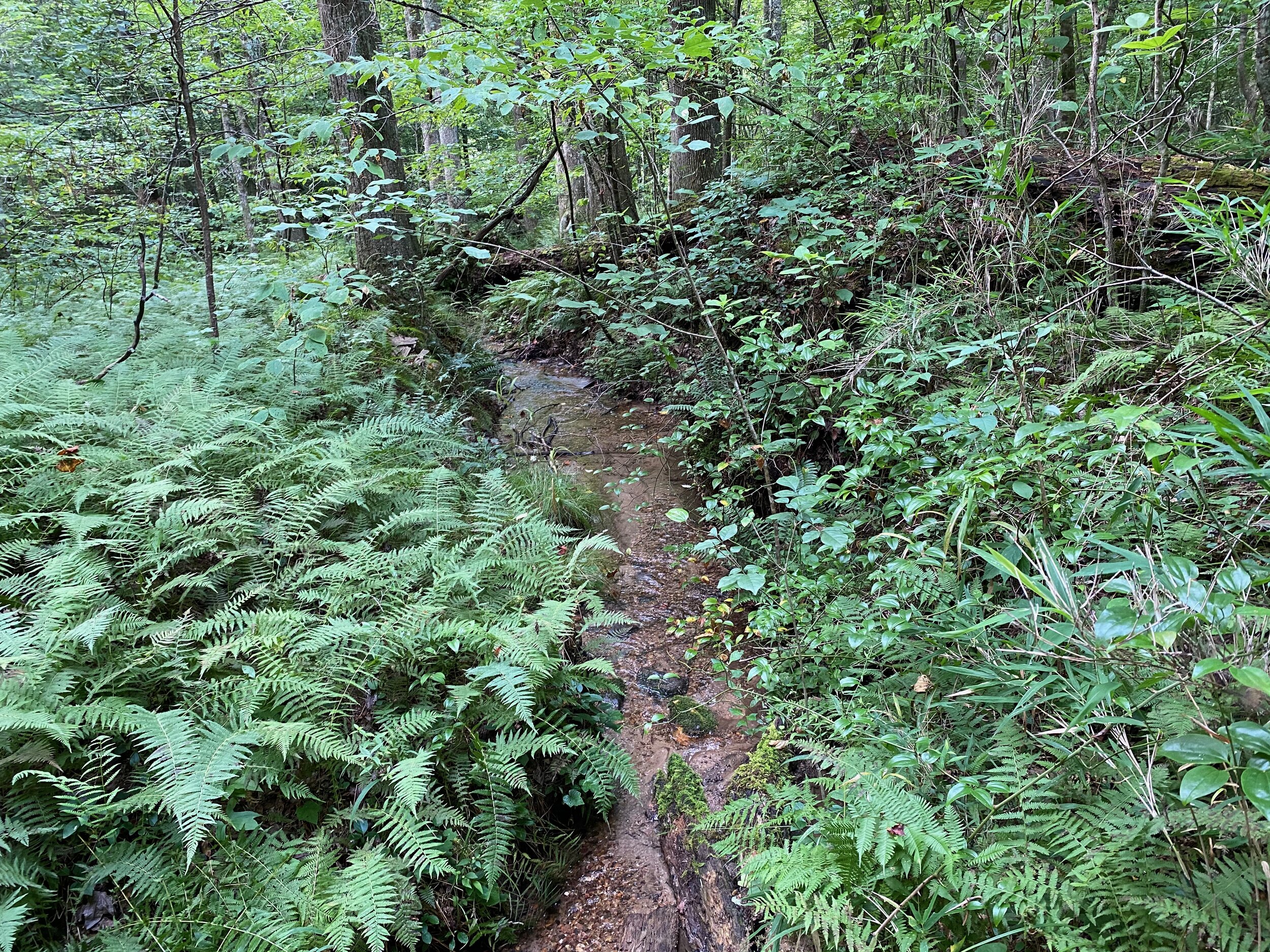Wildflower Trail