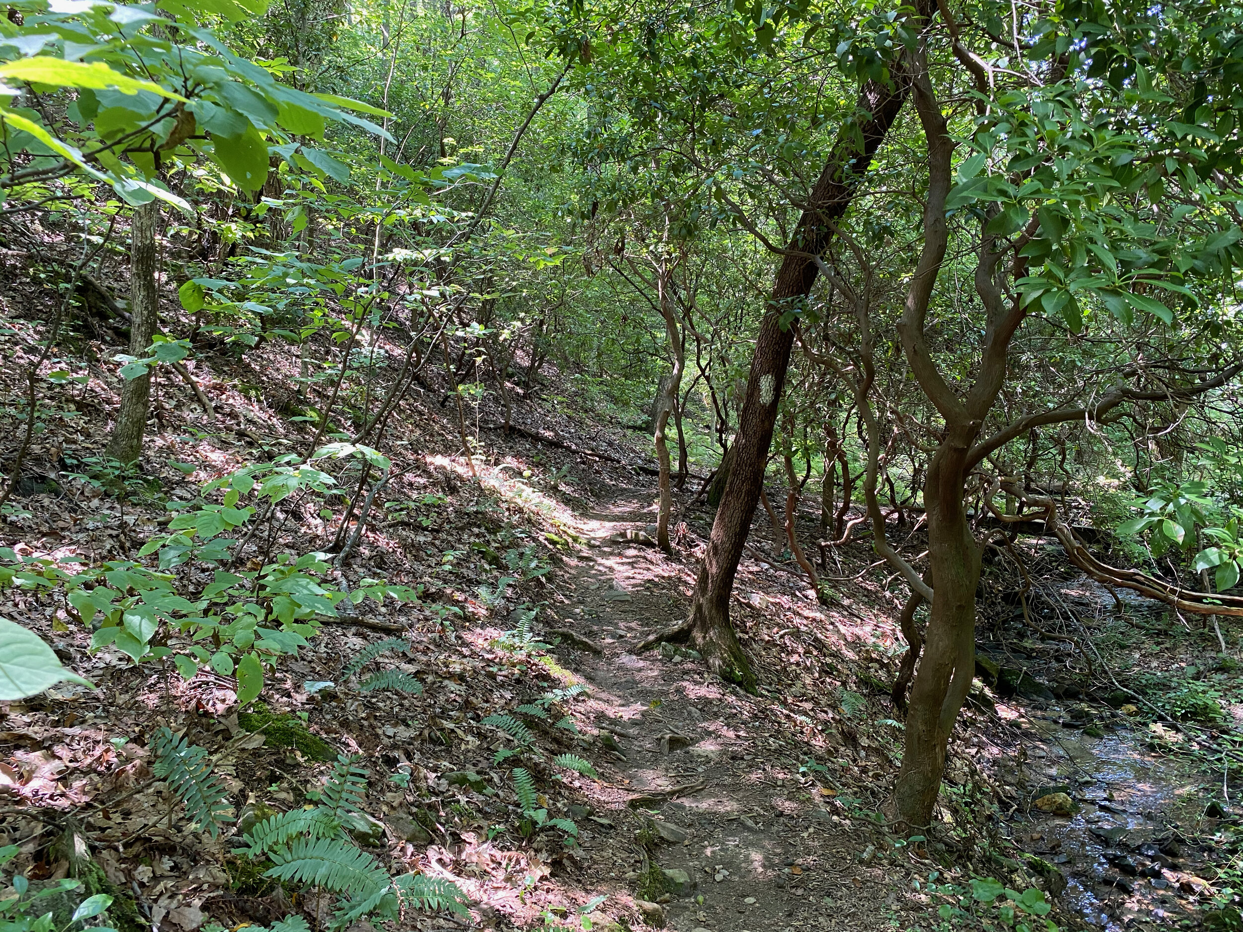 Upper Falls Trail