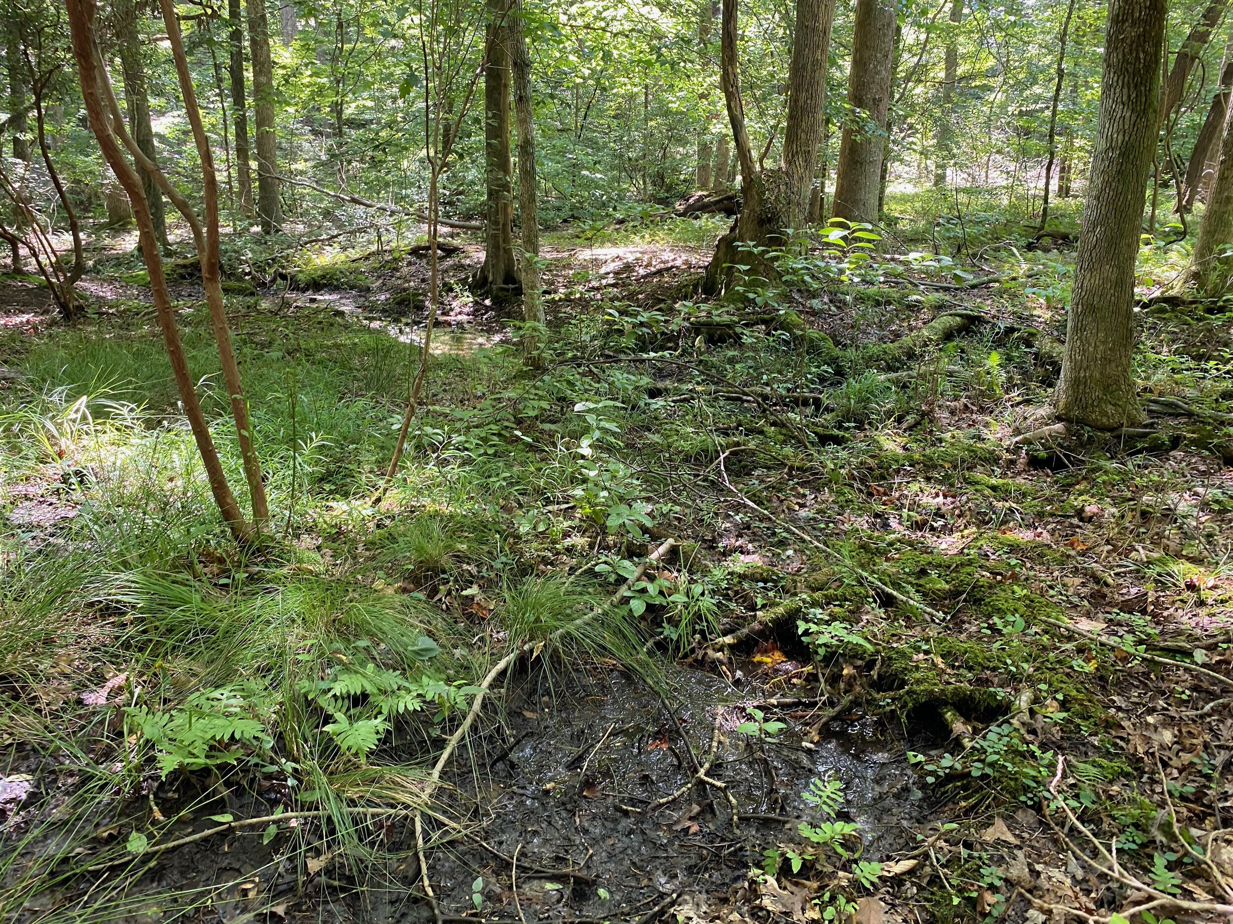 Lake Petit Trail