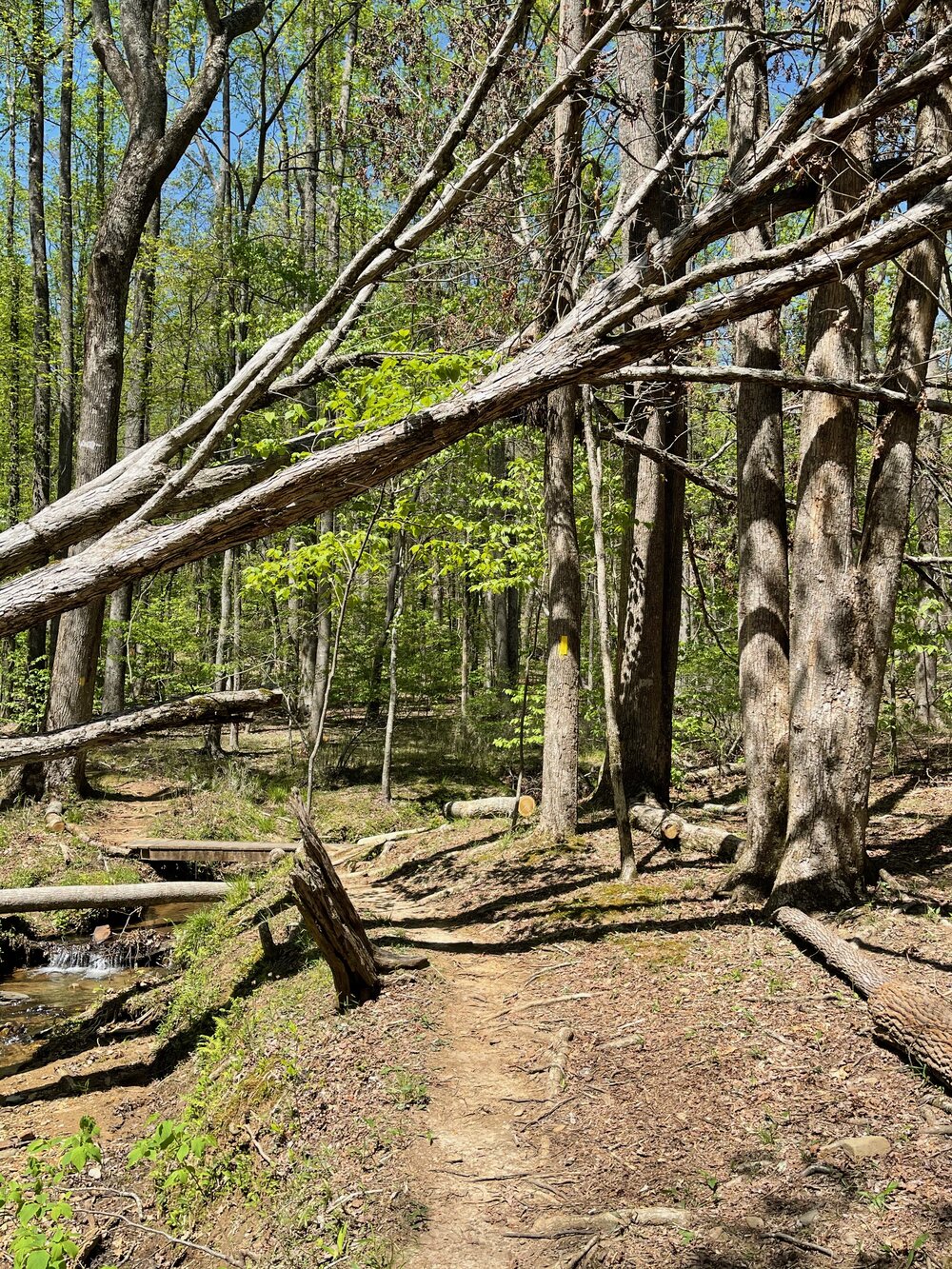 Remnants of tree after reopening of trail