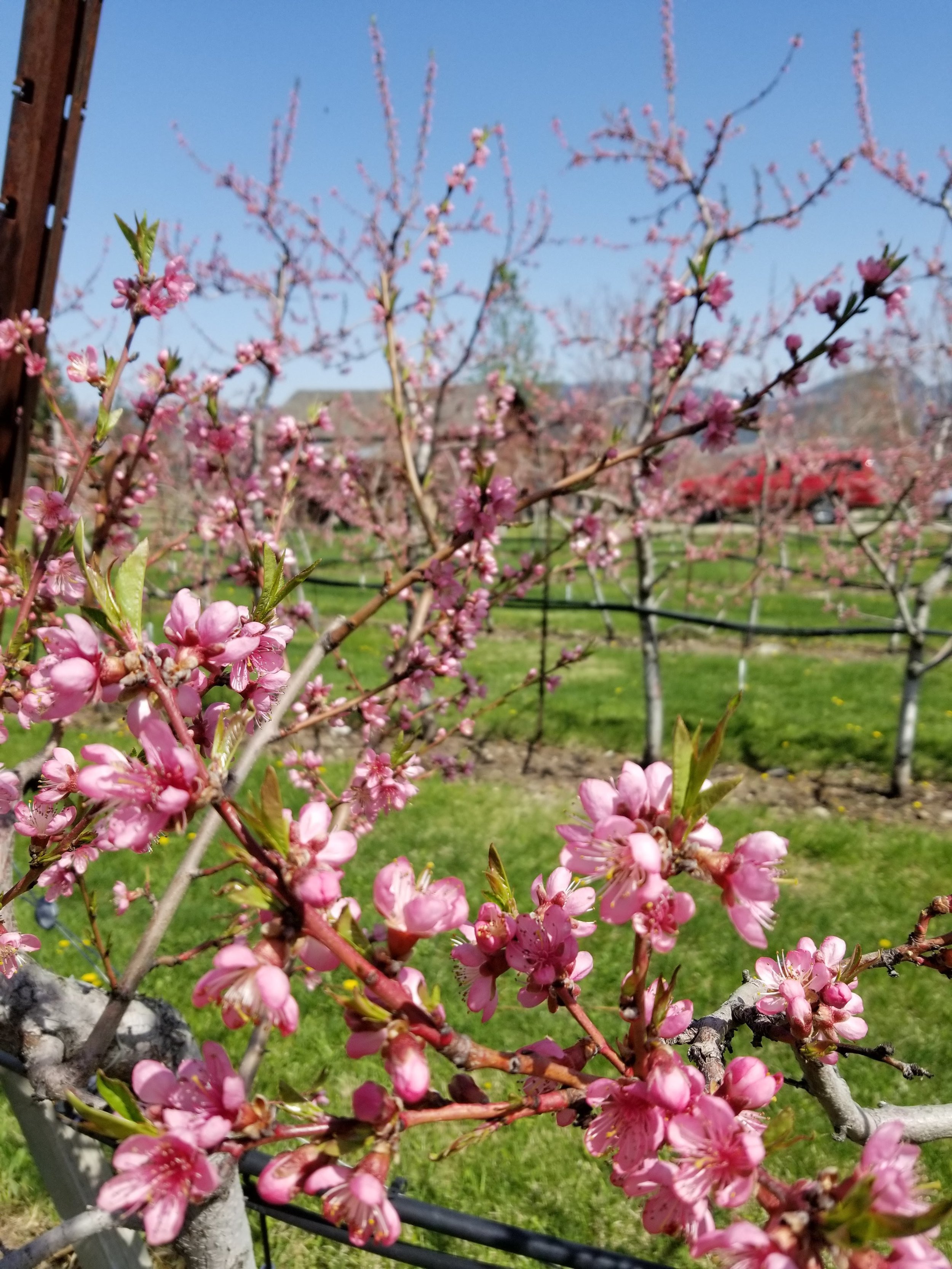 Peach Blossoms.jpg
