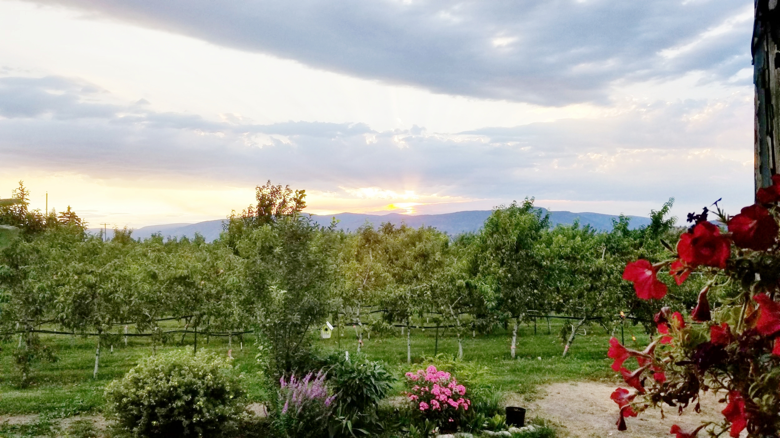 Farm Sunset.jpg