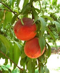 suncrest peach.jpeg
