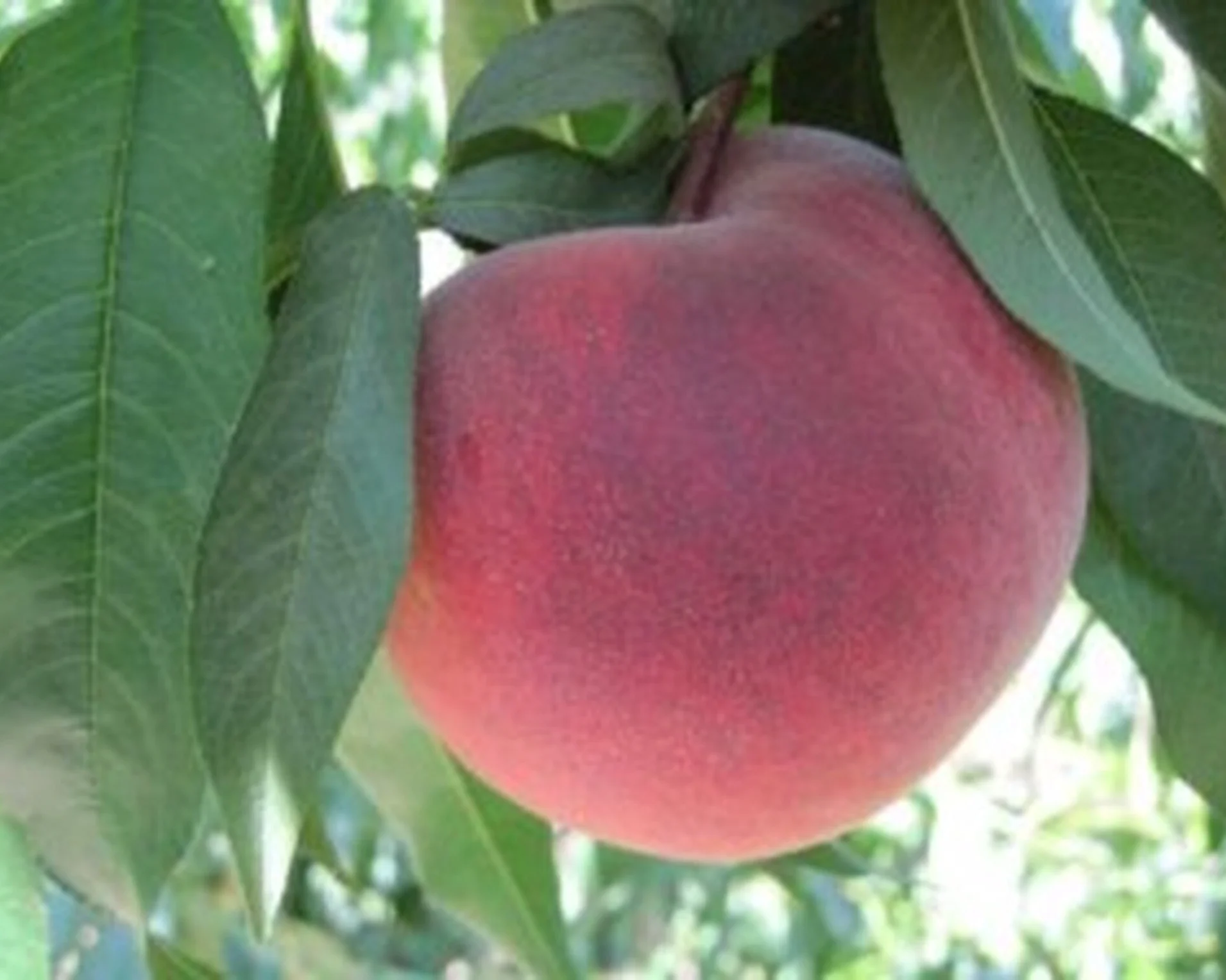 O%27Henry+Peach.jpg