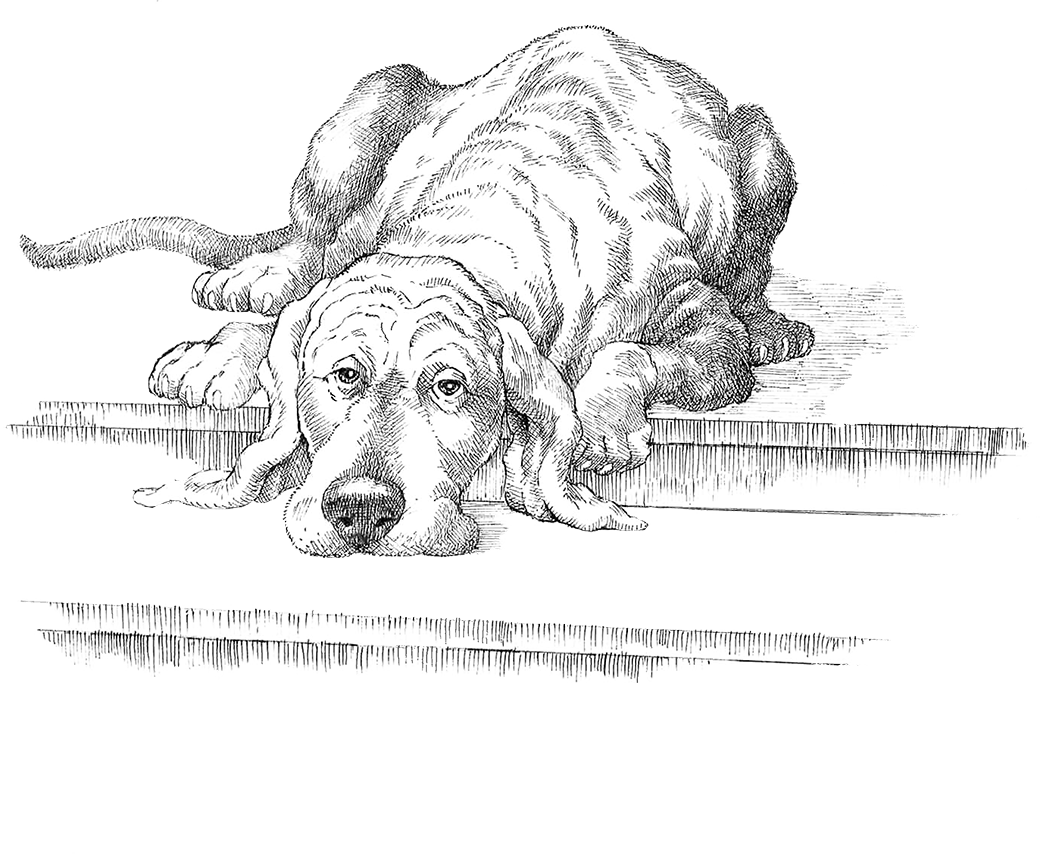 IASO_DogPorch-16-web.png