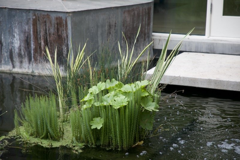 Mare’s tail, indian rhubarb and grey rush