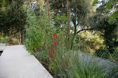 Native By Design Native by Design Landscapes