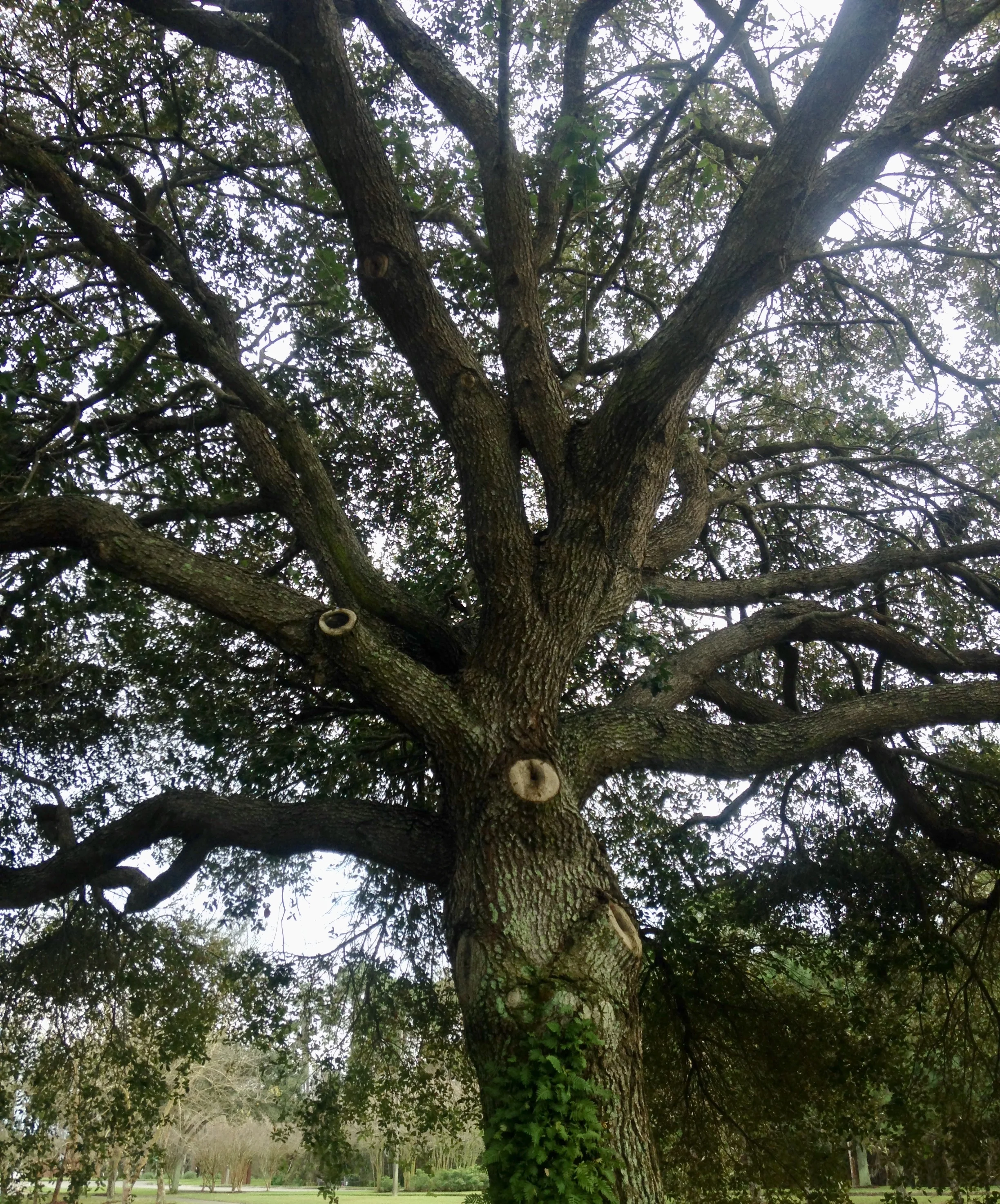 tree.jpg