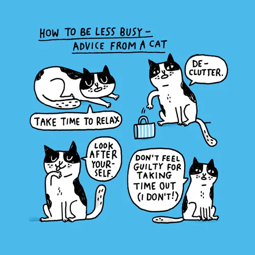 catadvice.jpg