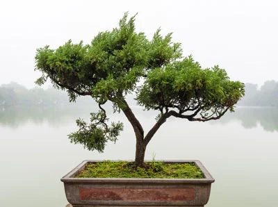 tree.jpg