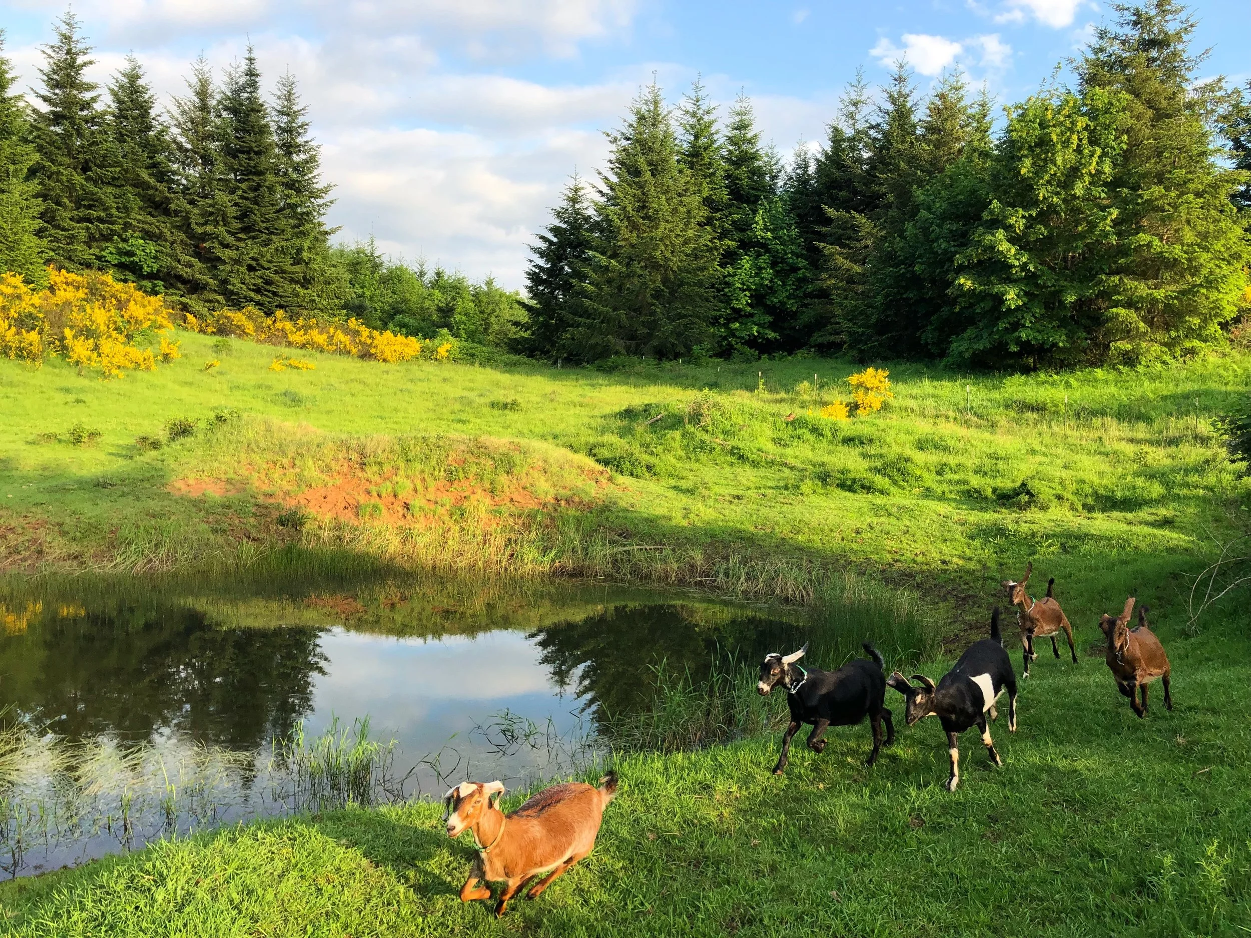 happy goats running.jpg