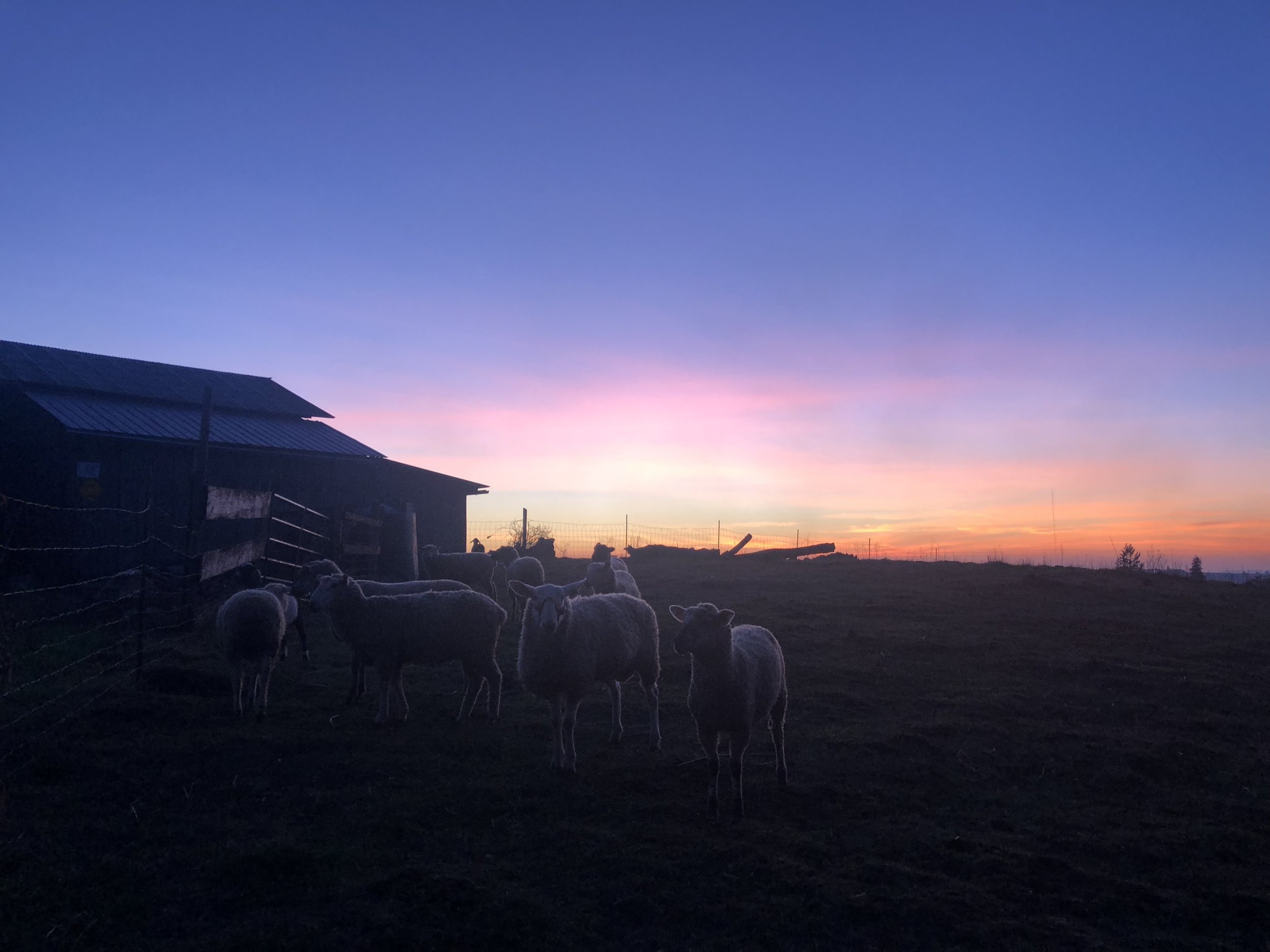 Flock at sunset.
