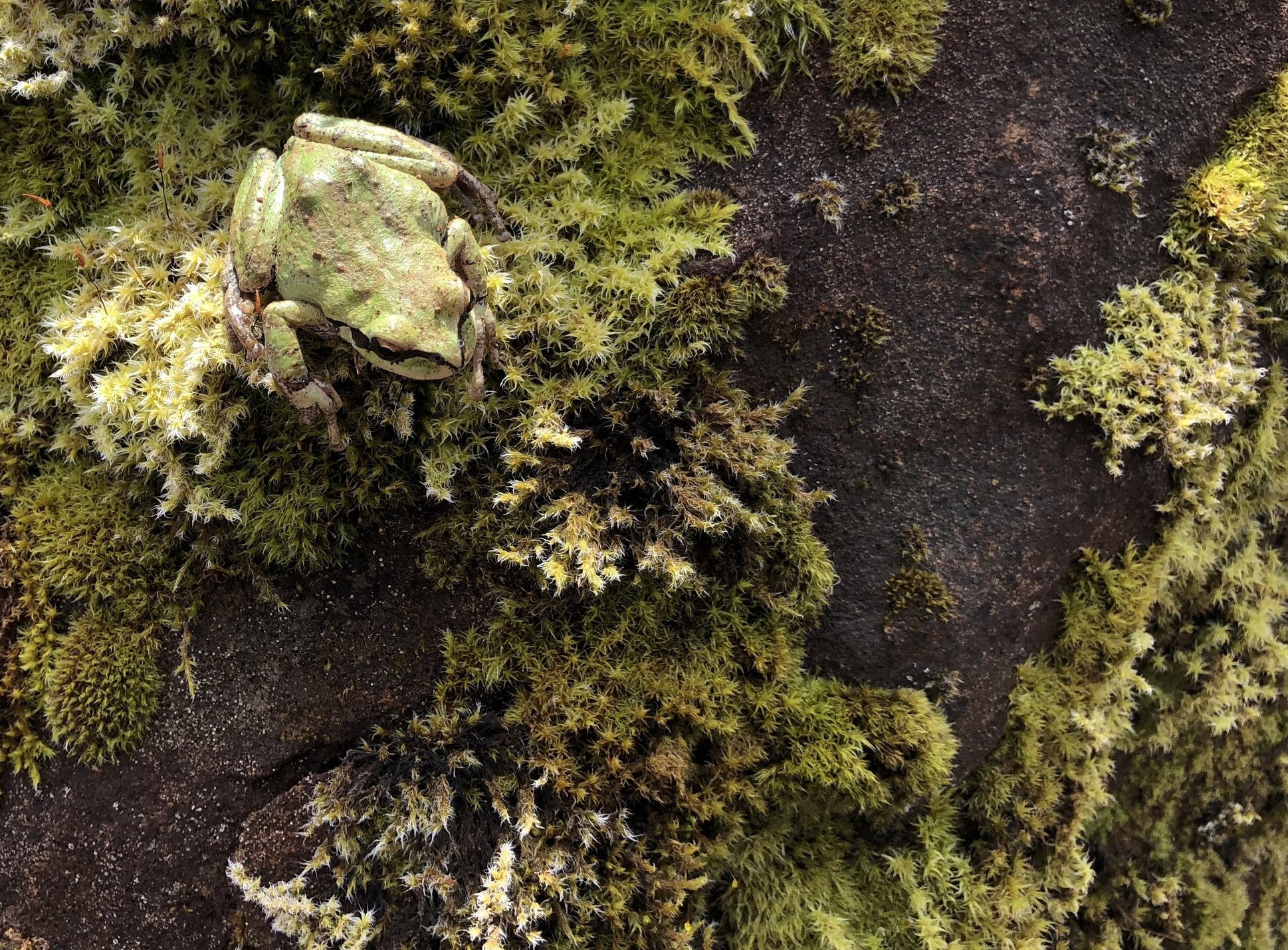 wildlife_frog.jpg