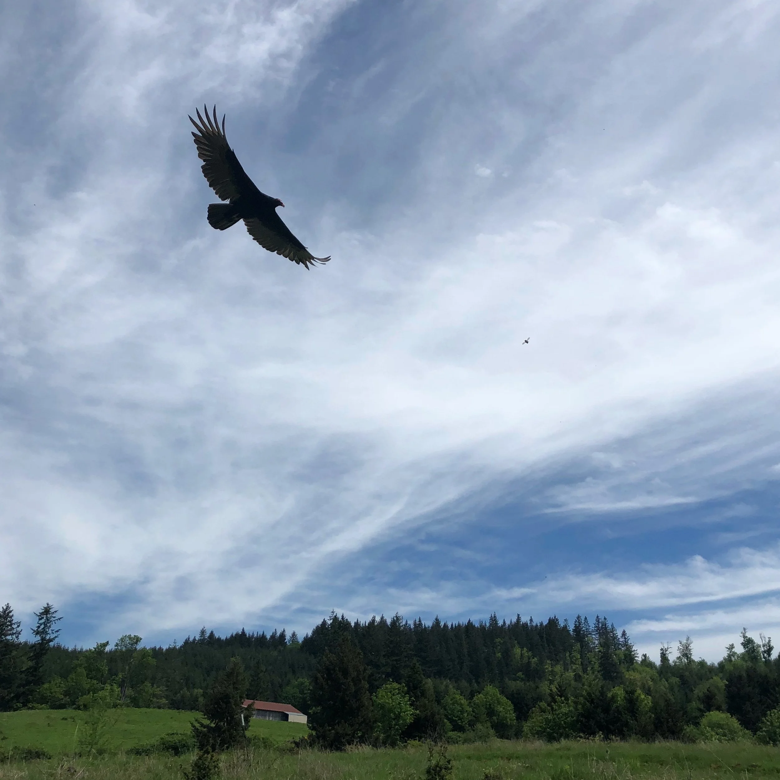 Turkey vultures are regular visitors and help to remove carrion from other predatory species.