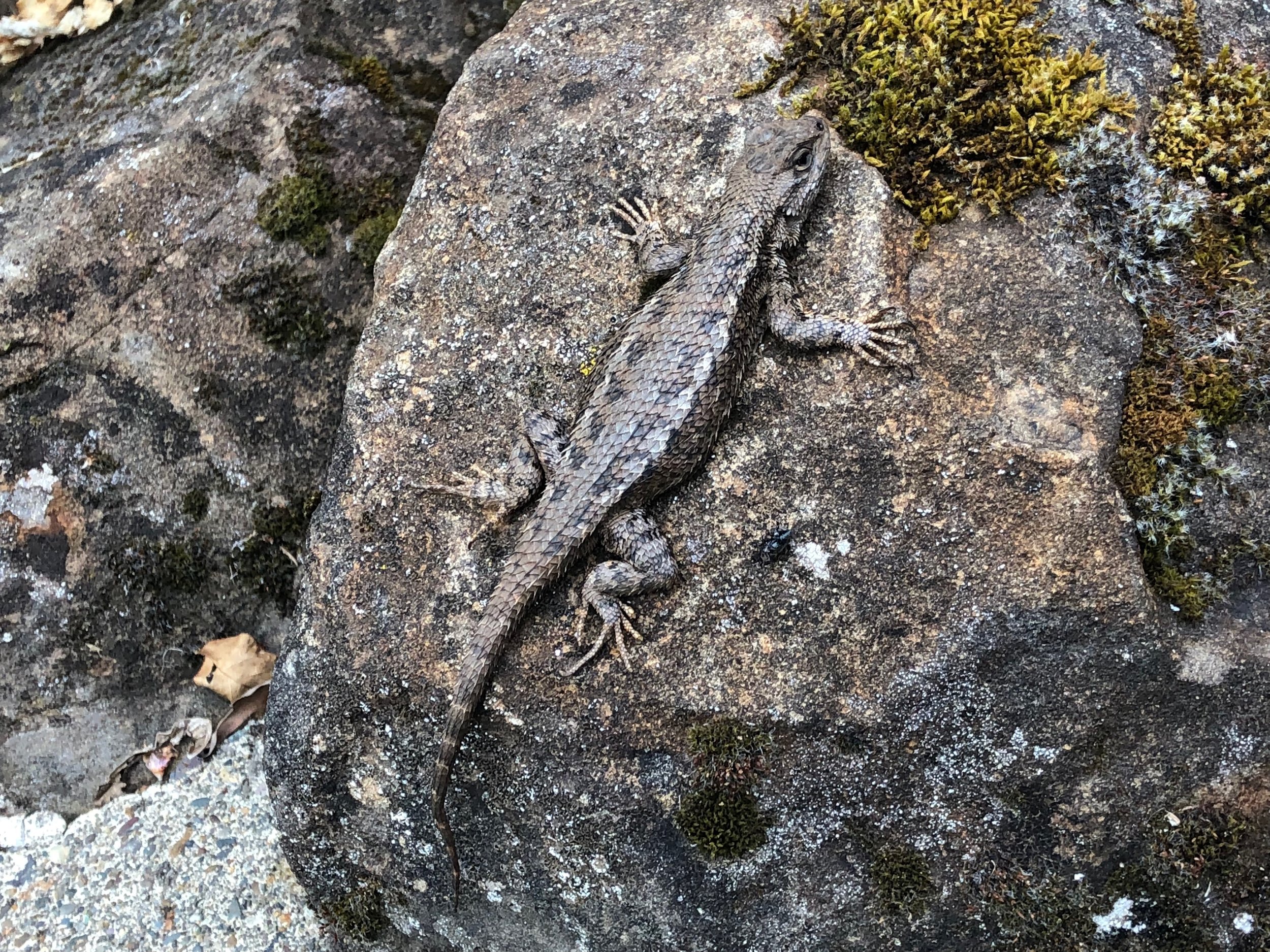 A Western Fence Lizard seen all summer long on the boulders surrounding the center garden.