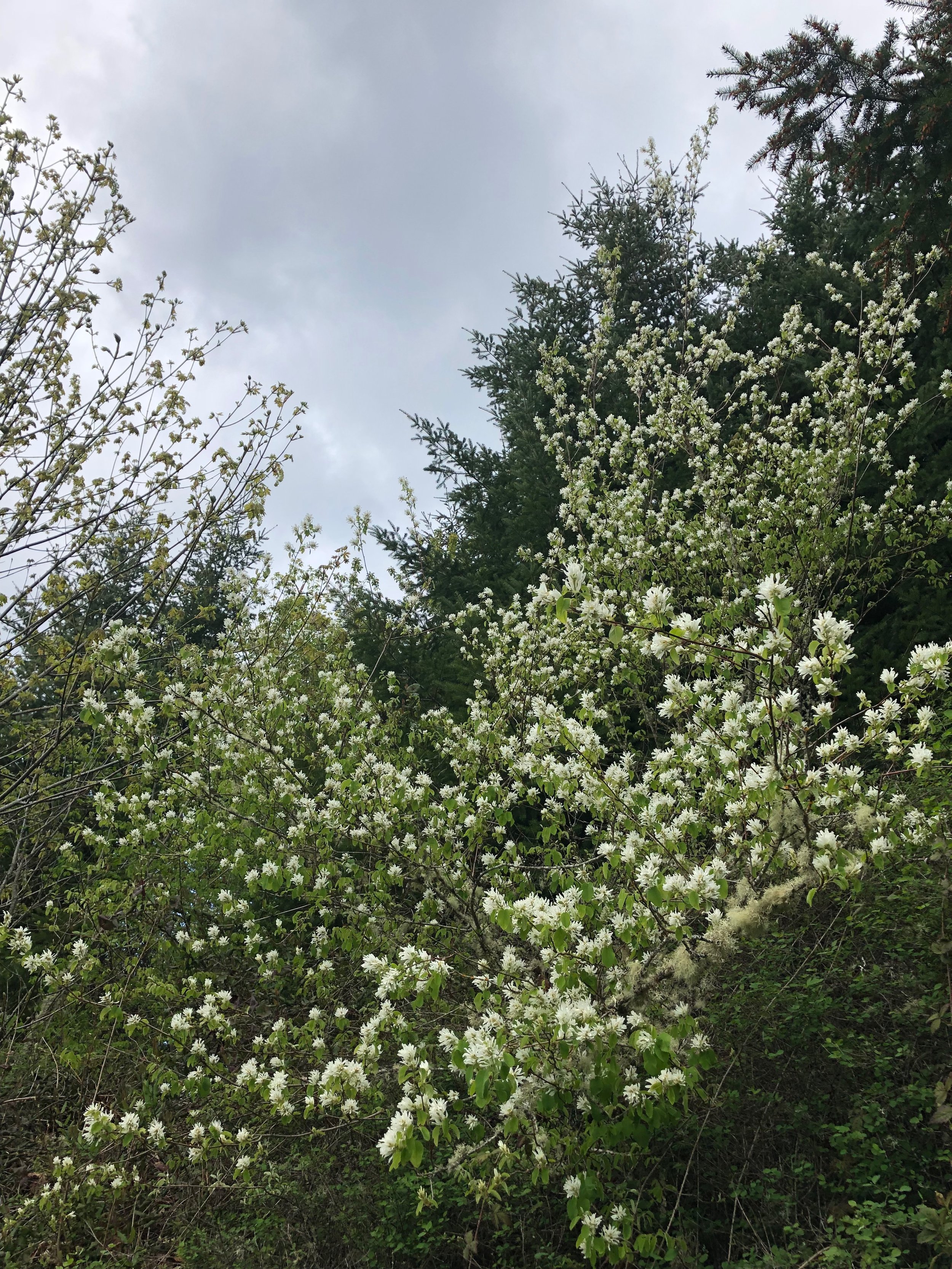 Native serviceberries in bloom