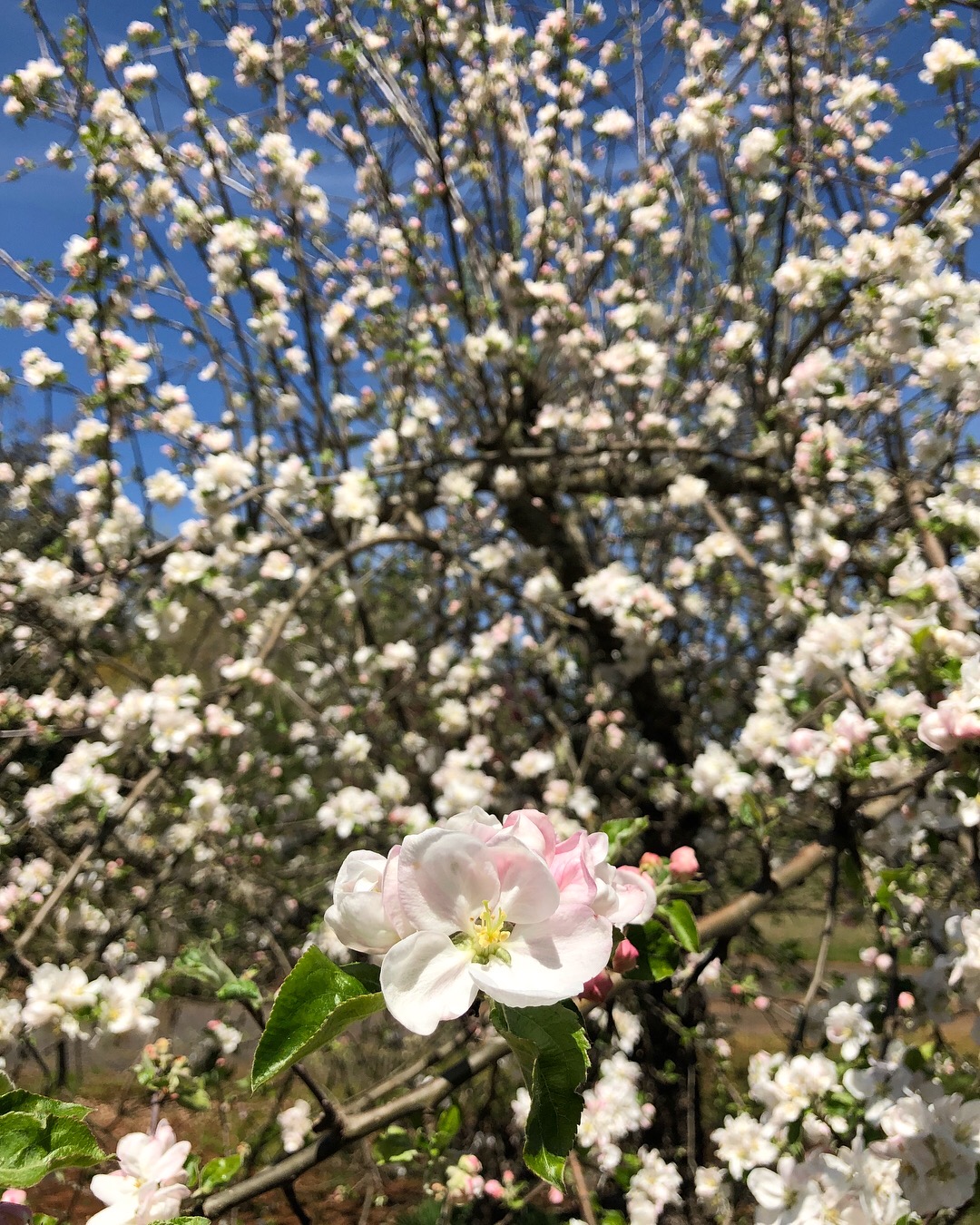 Orchard apples in bloom