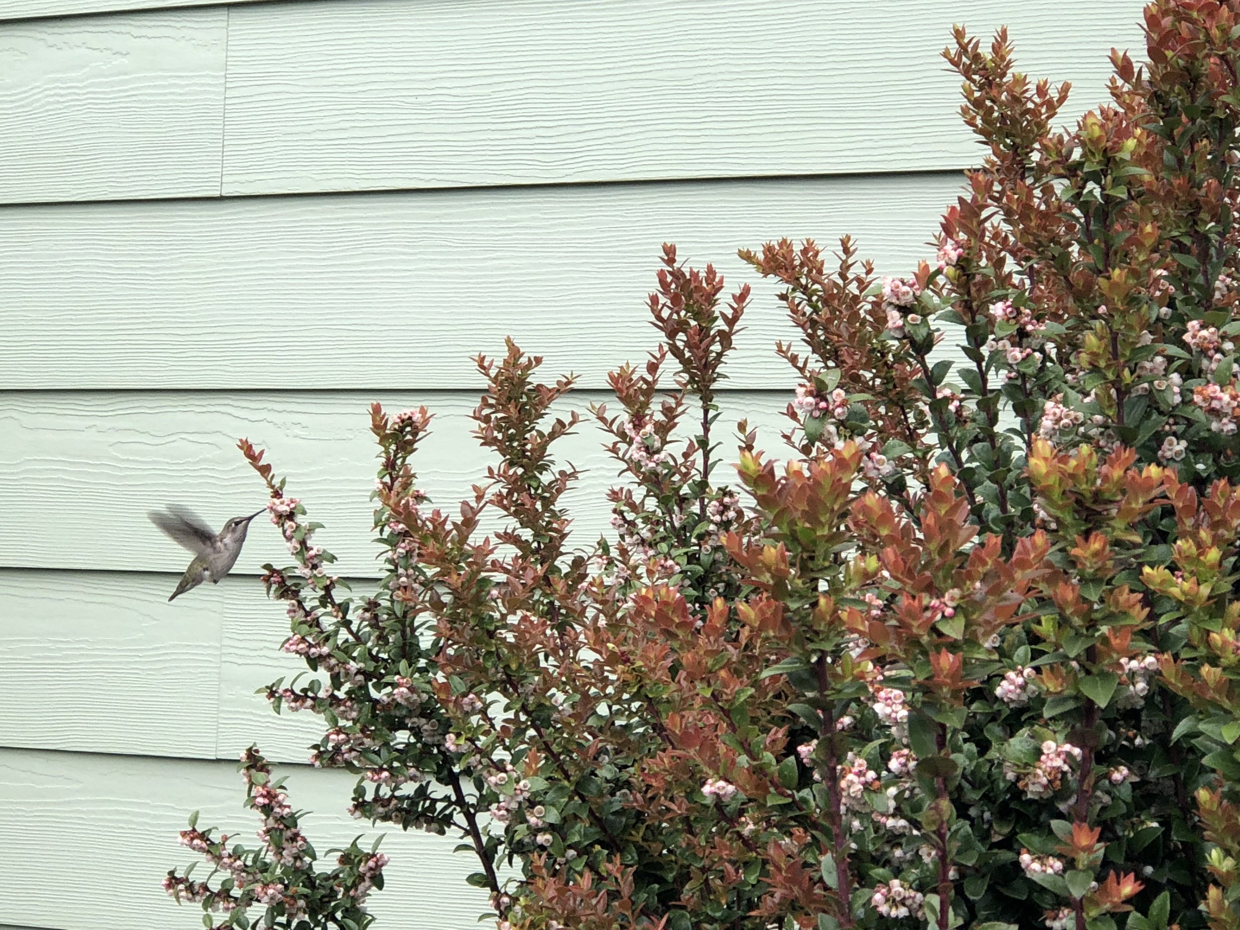 Hummingbird in the evergreen huckleberry.