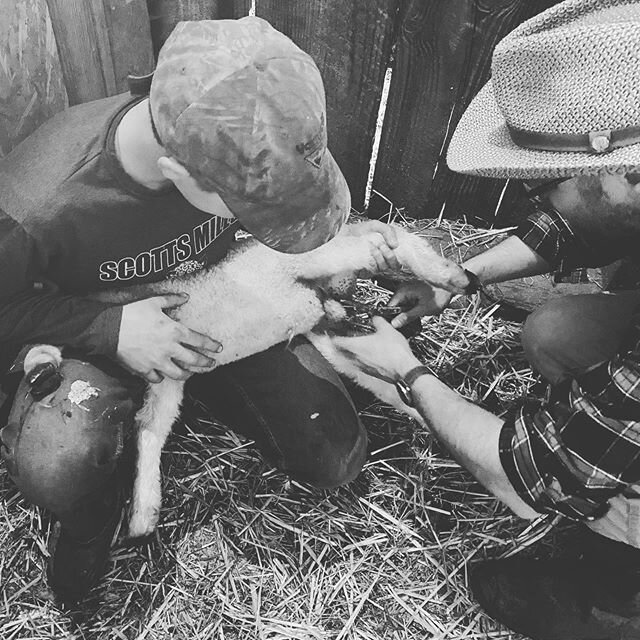 14 lambs given shots, identification tags, and tails banded. Boys were banded. 8 goats got shots, two wethered. One engorged teat milked out and treated. Now we are tired. #lambing2020 #lambs #lambing #lambingseason #lambingseason2020 #goatkids #kidd