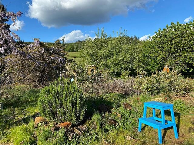 Garden chaos 💙💙💙💙