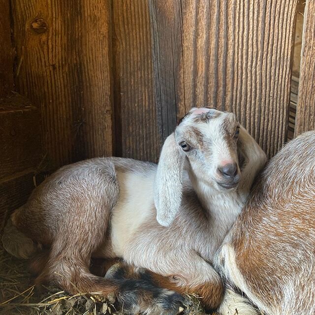 Peach and her baby Pie, daughter and granddaughter to Peanut who is still happily nursing quads. Pie has silly lips and looks a lot like her mama.
