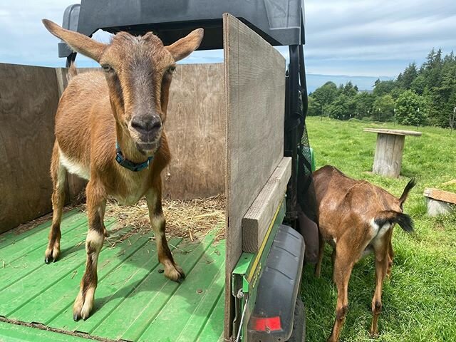 Precious cargo! The goats gotta check out anything new in the pasture including our Gator 🐊