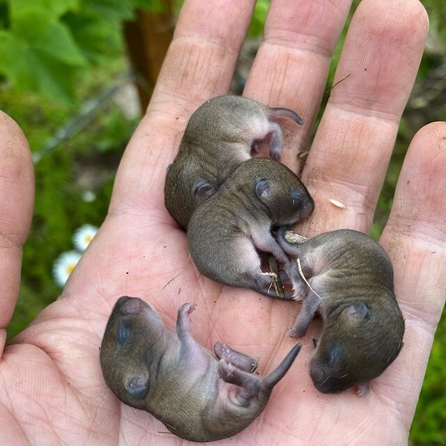 Dug these babies up accidentally but put them near where I found them. Not sure what they are, nice I guess? ISO garden cat.