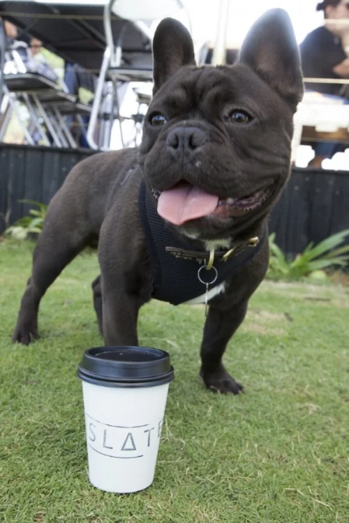 Pooky & Boo: Doggie Dining