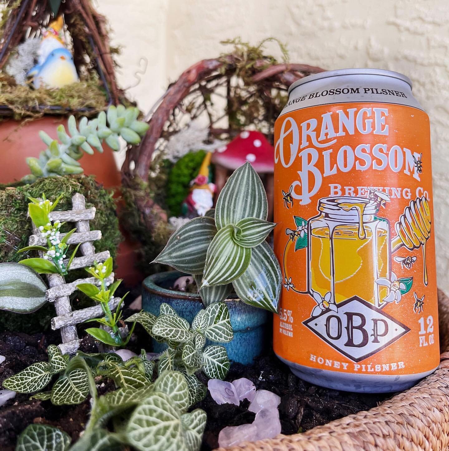Spring and OBP go hand in hand. 😁🍻❤️
.
.
repost @_saisanna Orange Blossom Pilsner 🍊🐝🍯 always look forward to this honey beer. Enjoyed right out of the can 🧚🏽&zwj;♂️🪴 sips are crisp and sweetness is light #pilsner #honeybeer #orangeblossom #fl
