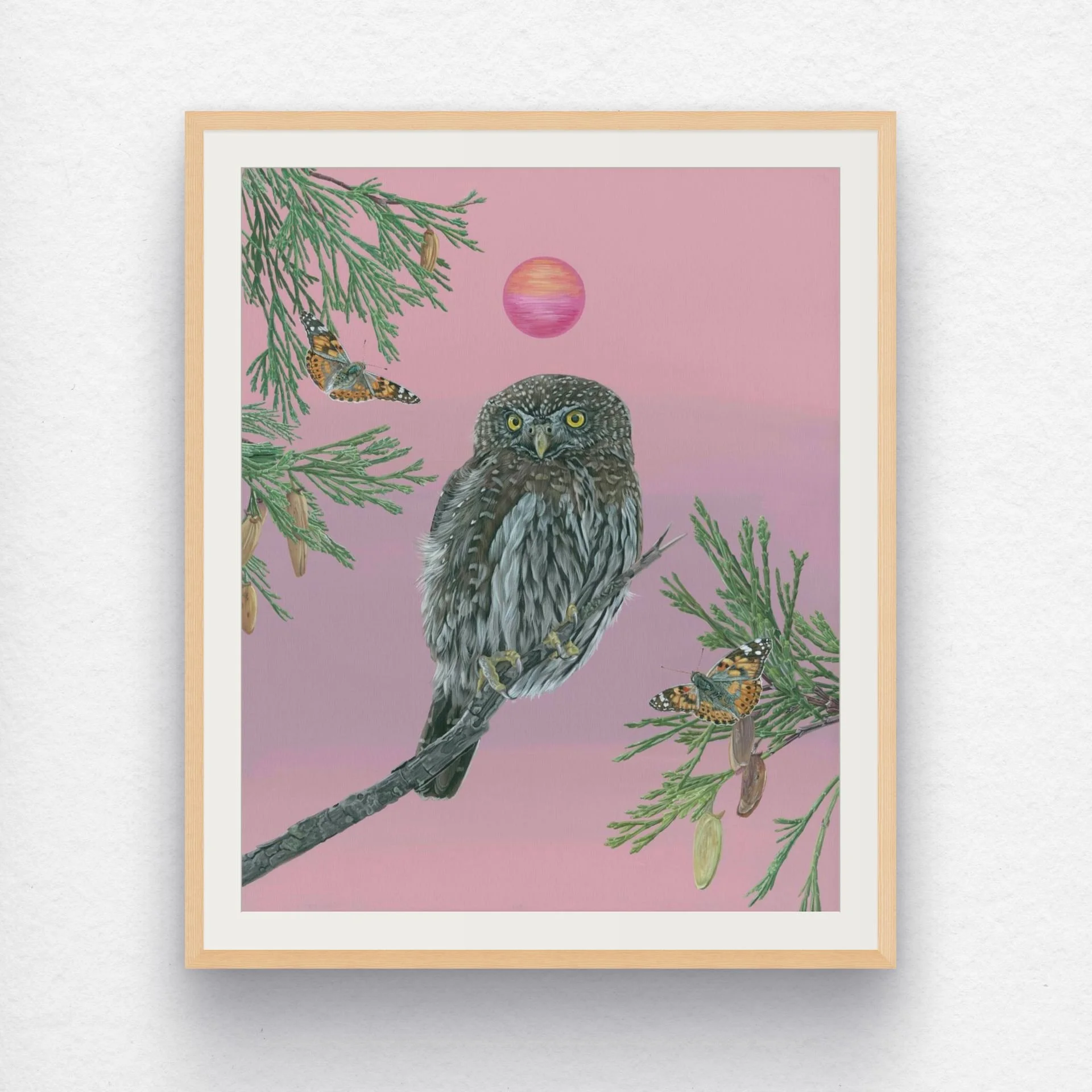 bz northern pygmy owl 16x19.9 final s_i-medium.jpg