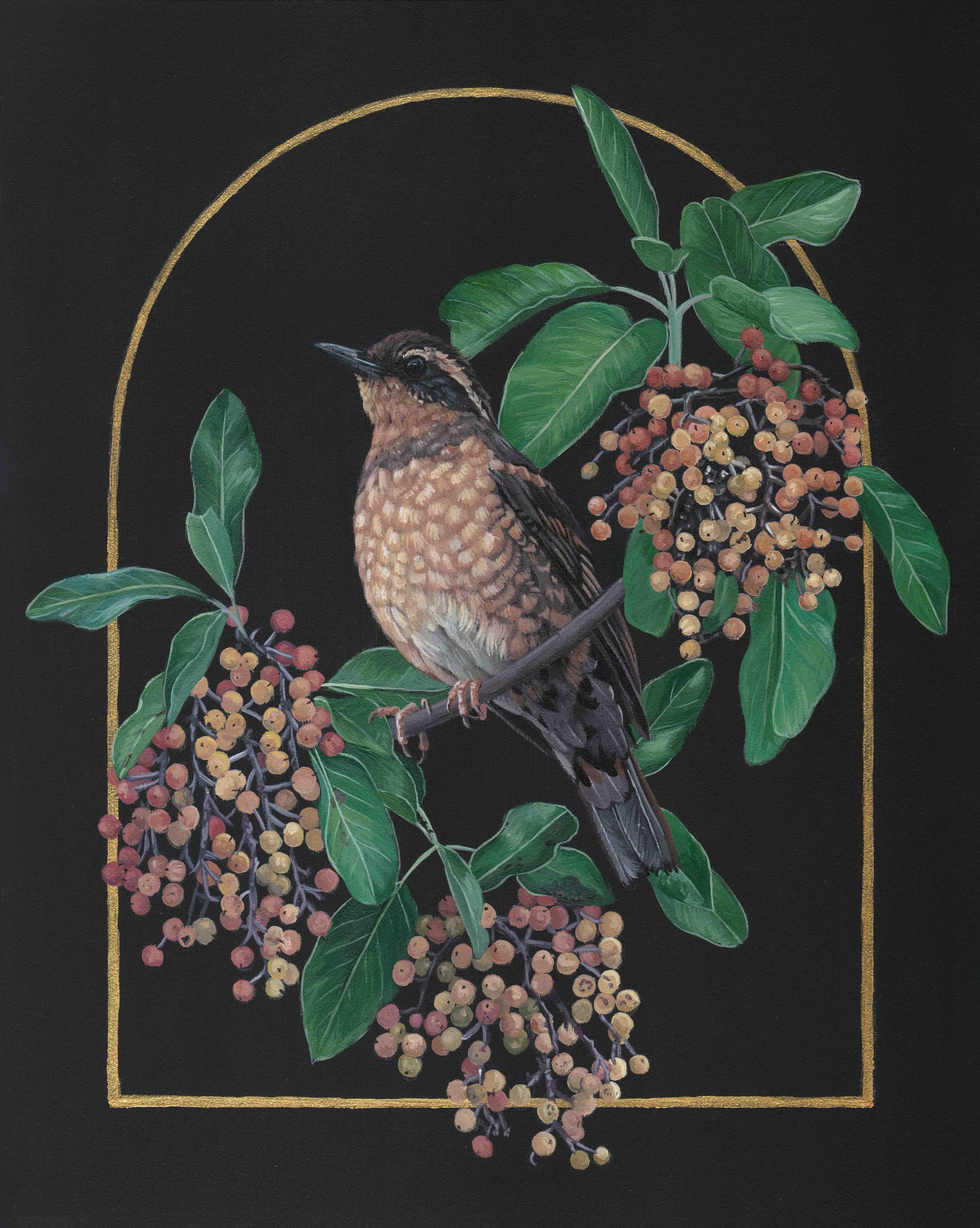 Varied Thrush_Pacific Madrone_Eugene Oregon Bird Painting_Bekah Zeimetz.jpg