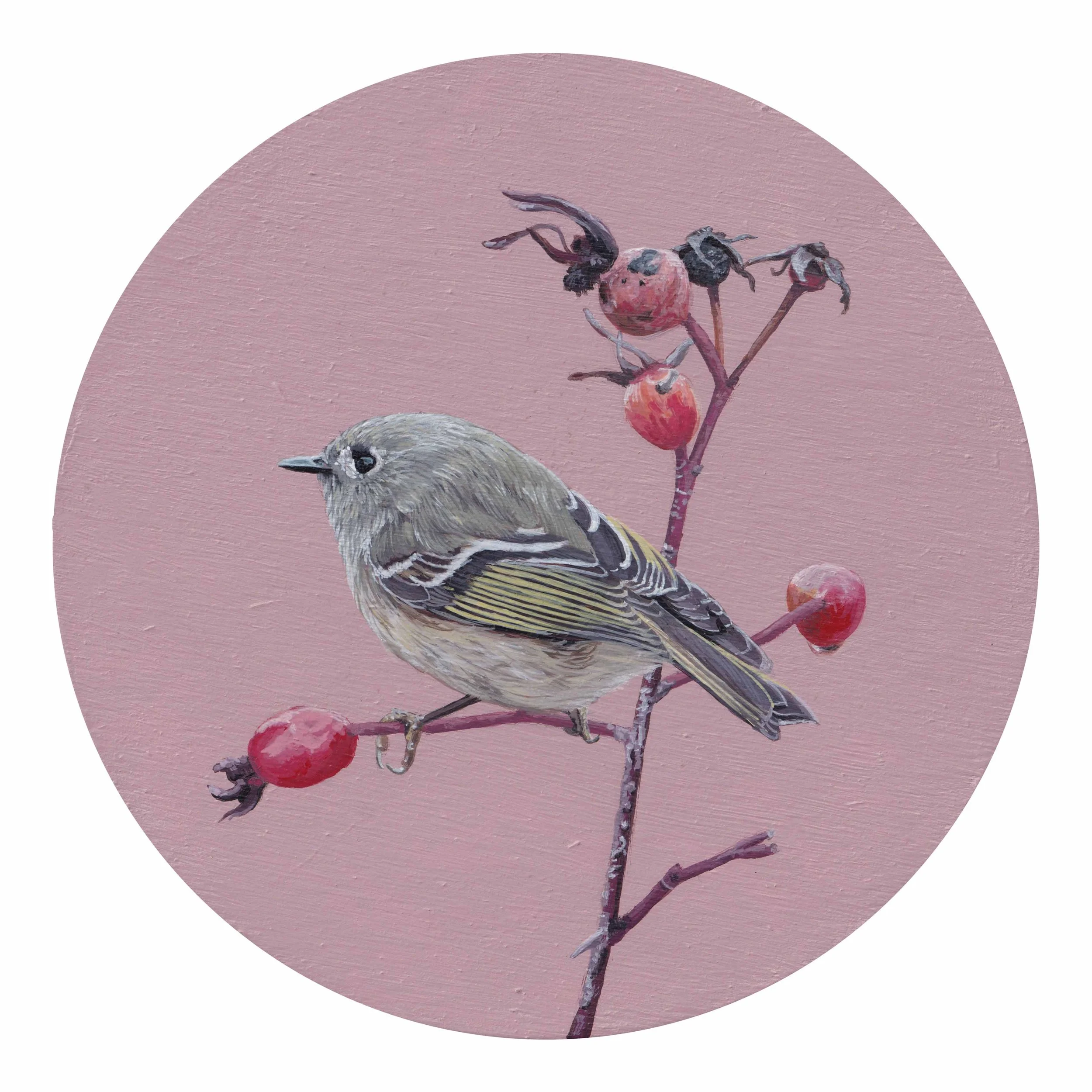 Ruby Crowned Kinglet on Rosehips_Internet.jpg