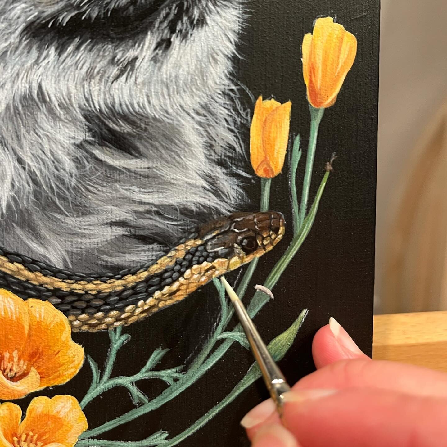 A little work in progress of this teeny garter snake.😍

I&rsquo;ve gotten some really good news in the past few days, and I can&rsquo;t wait to share more soon!

#wildlifeart #wildlifeartist #snakeart #snake #gartersnake #herp #herpnwlife #oregonart