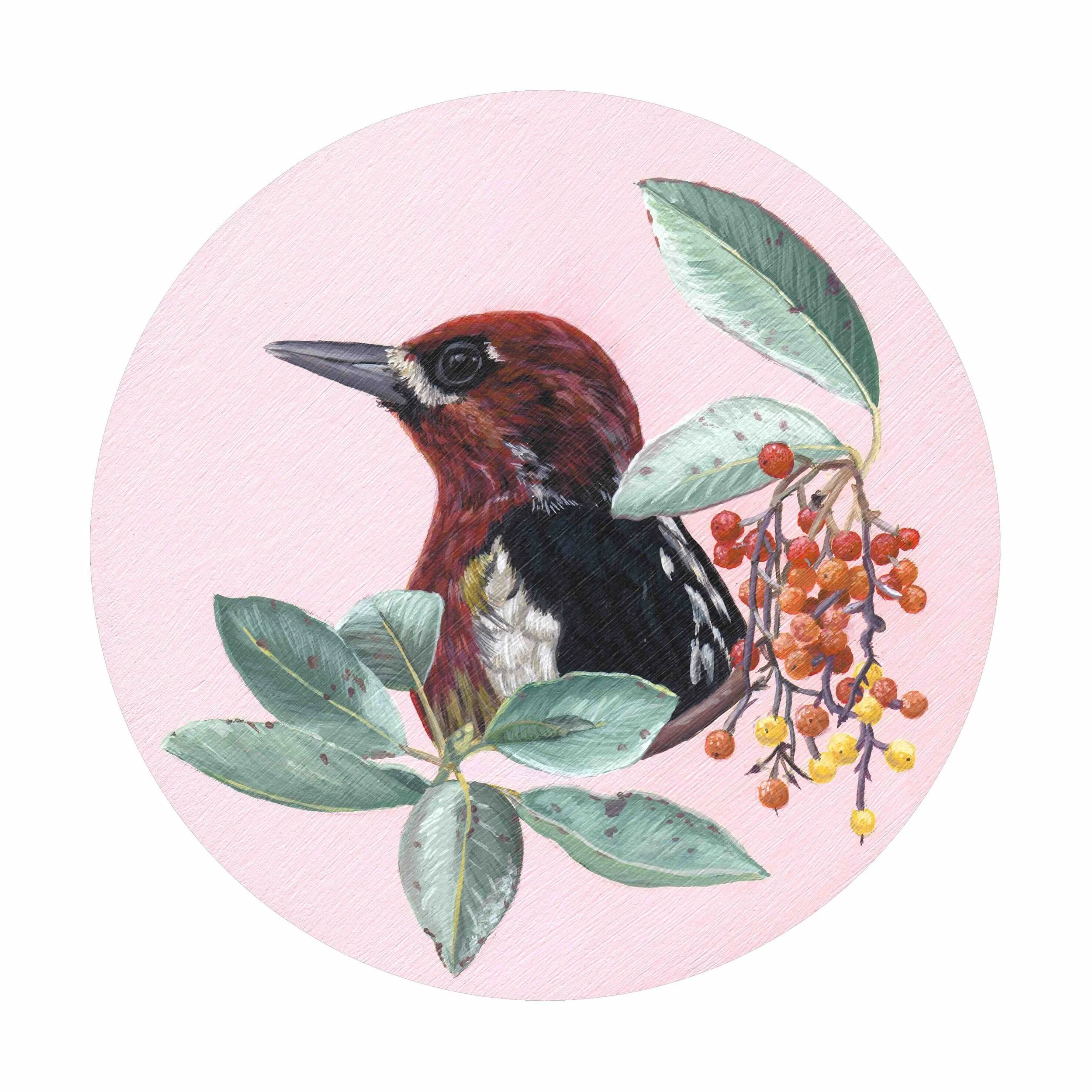 sapsucker border-Internet.jpg