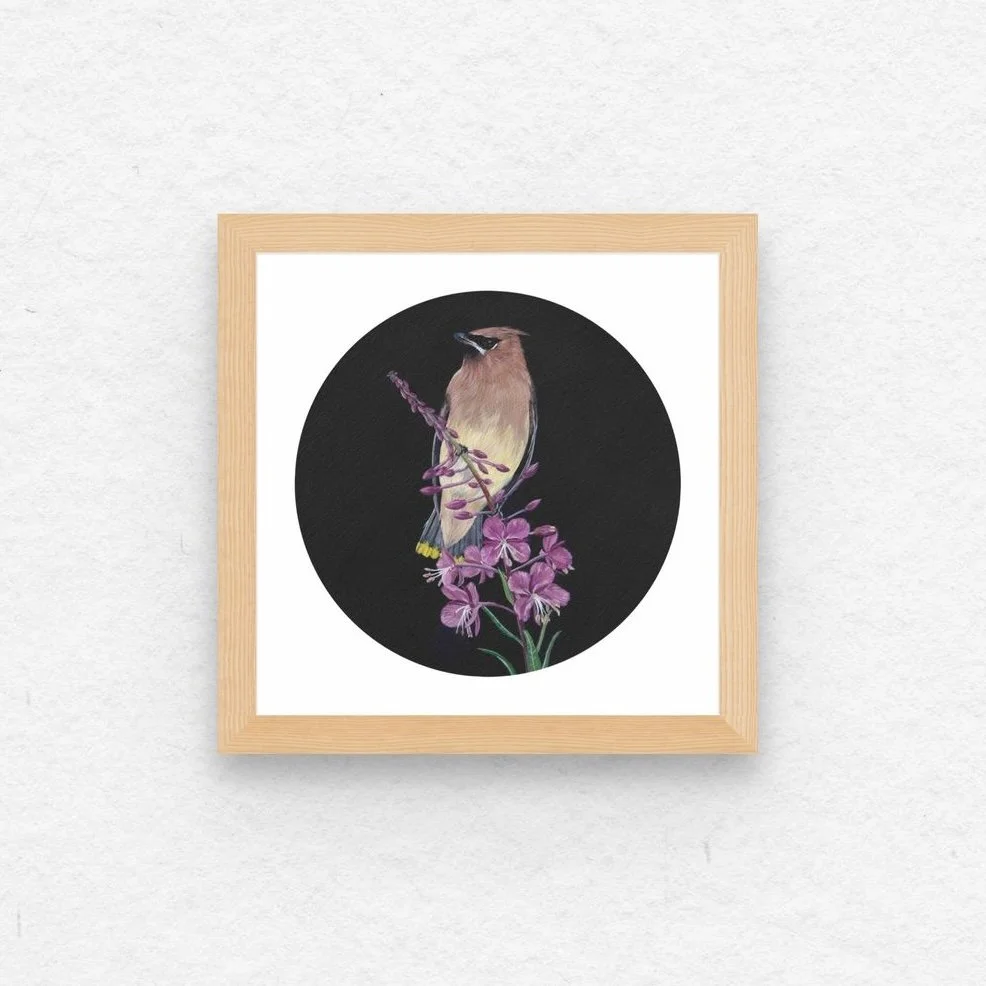 Cedar Waxwing & Fireweed.jpg