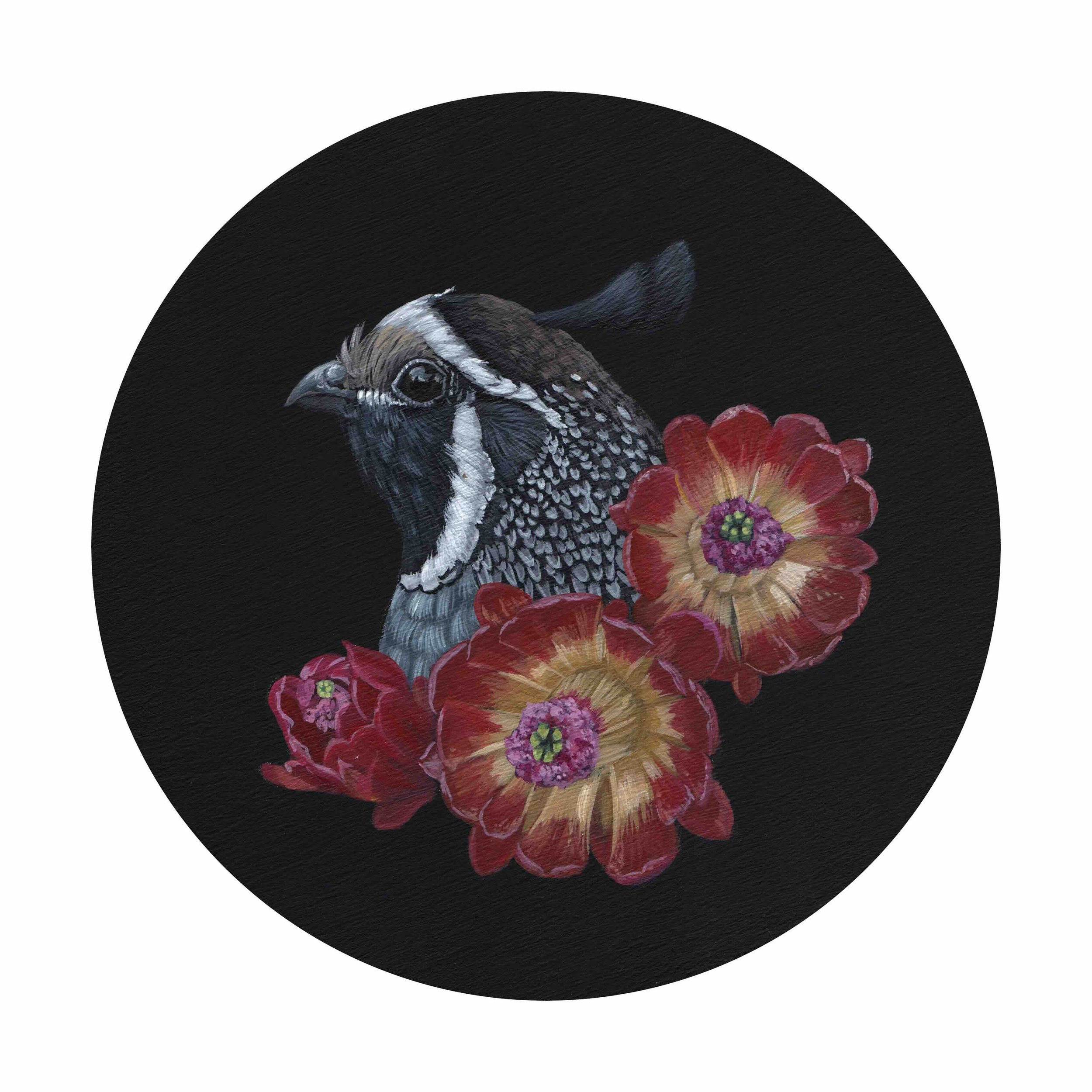 California Quail & Hedgehog Cactus 6x6".jpg