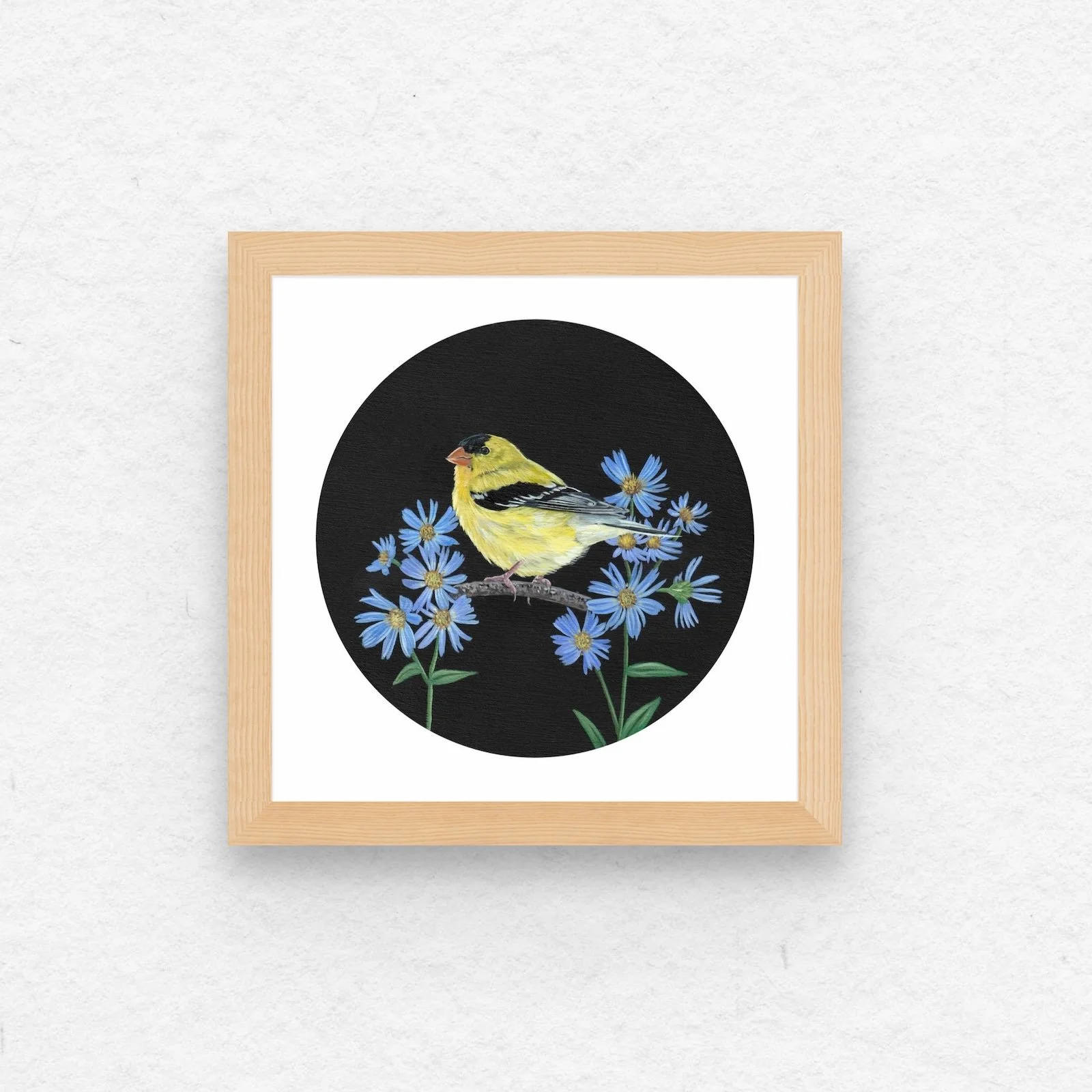 American Goldfinch & Aster.jpg