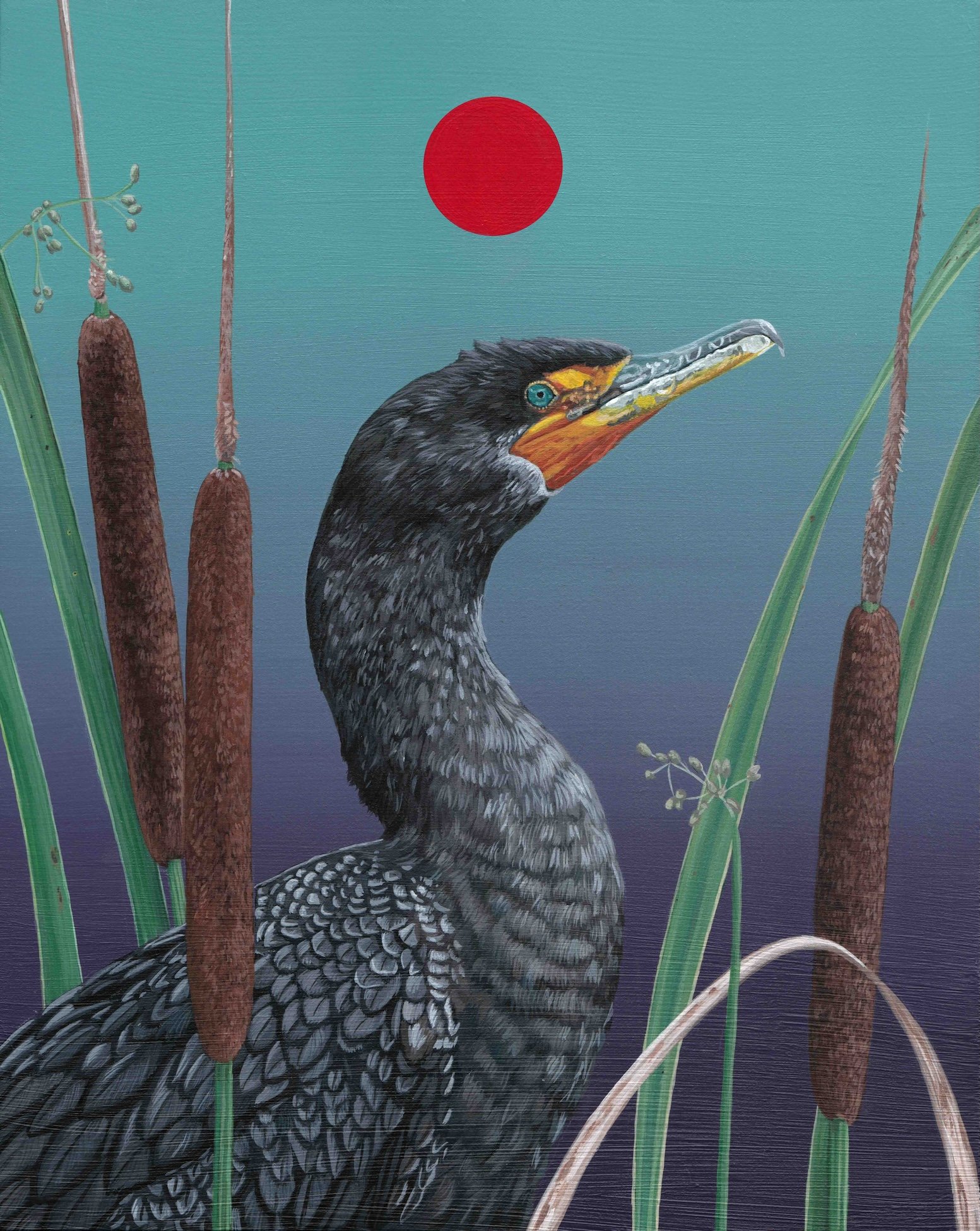 Double-Crested Cormorant.jpg