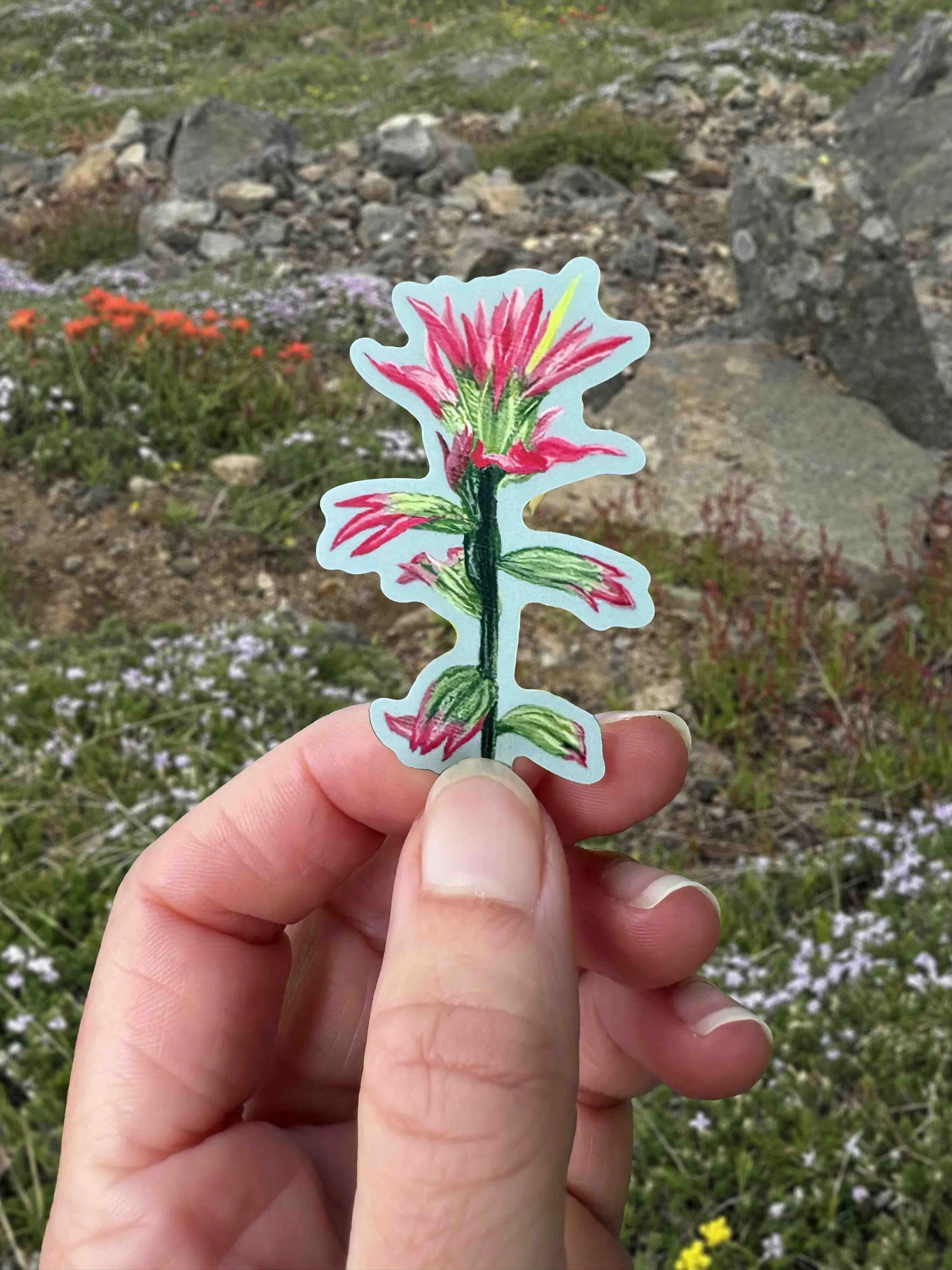 Indian Paintbrush.jpg