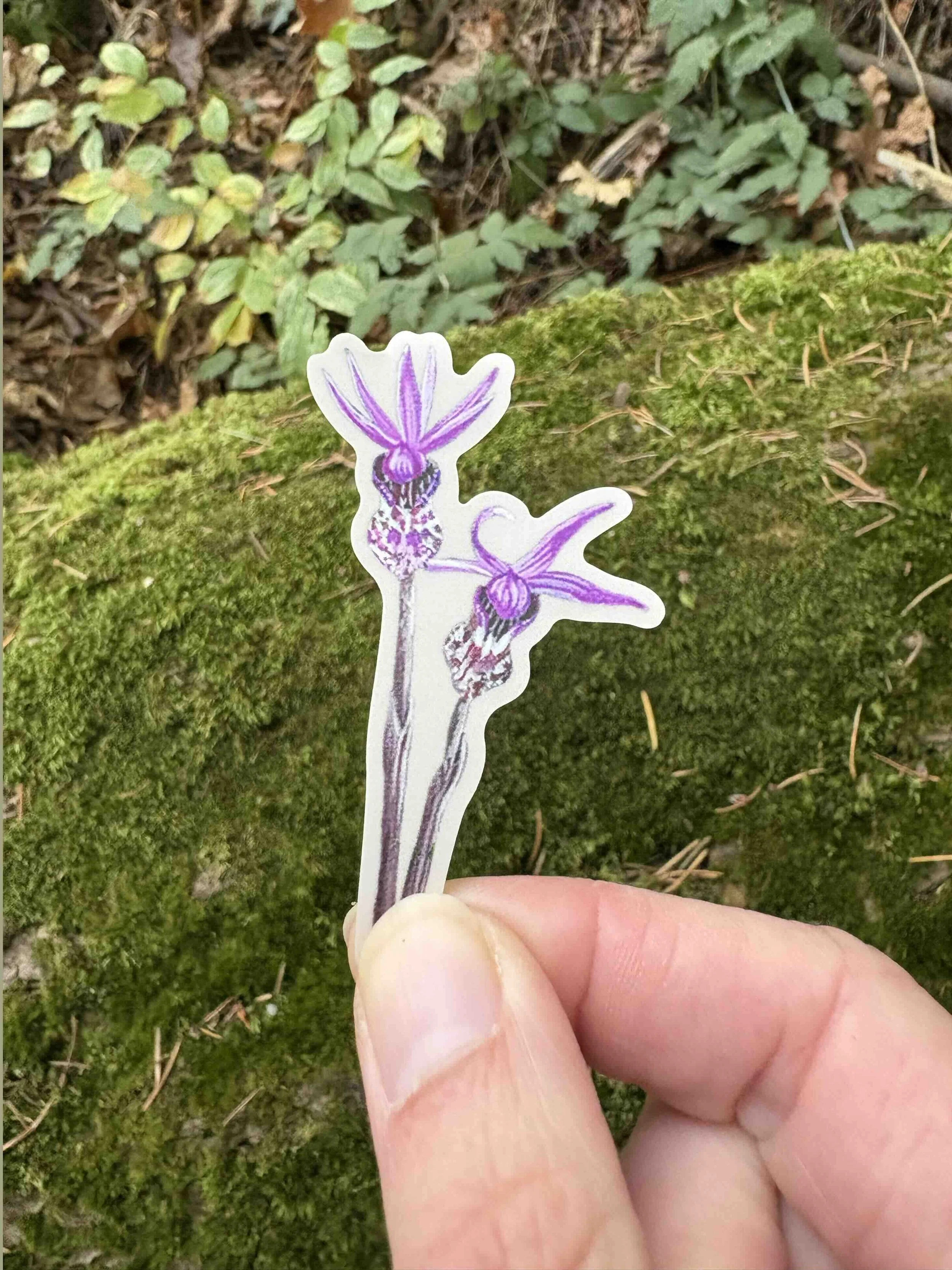 Calypso Orchid Sticker.jpg