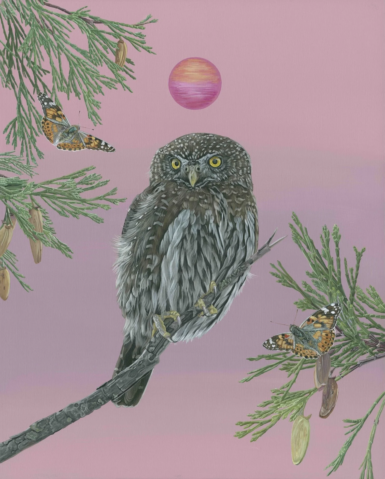BZ Northern Pygmy Owl 16x19.9 Final S_I.jpg